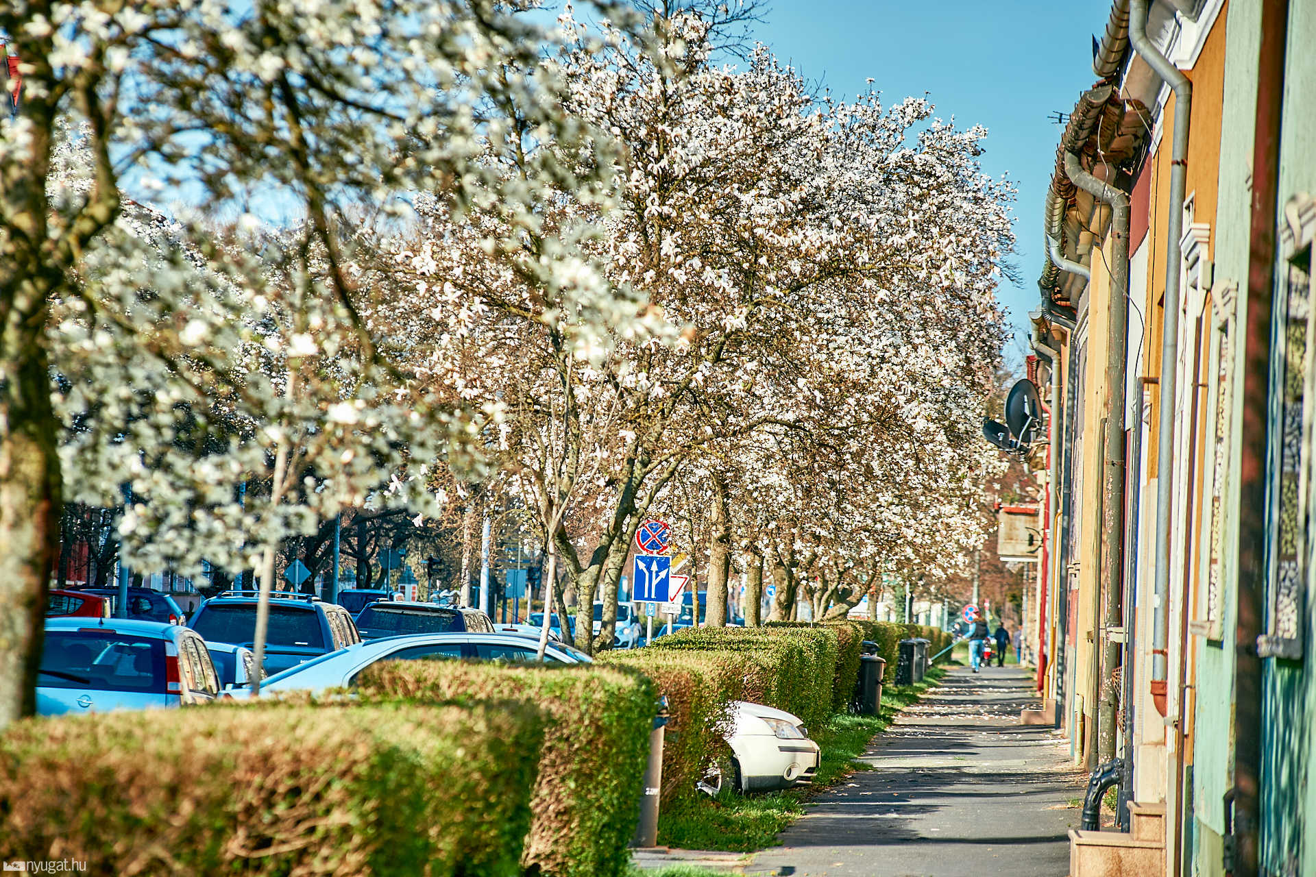 Kivirágzott Szombathely