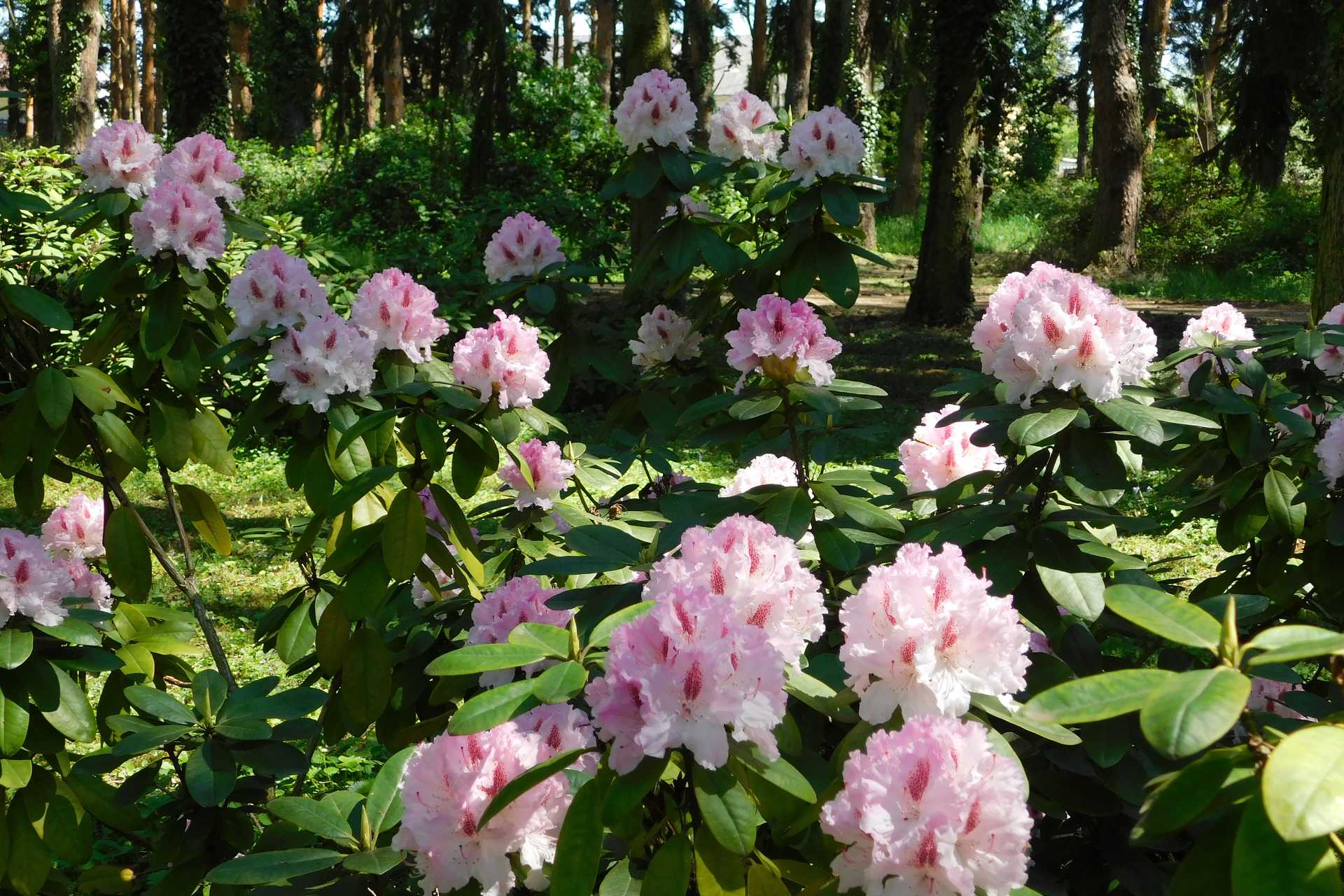 Kámoni arborétum olvasói fotók