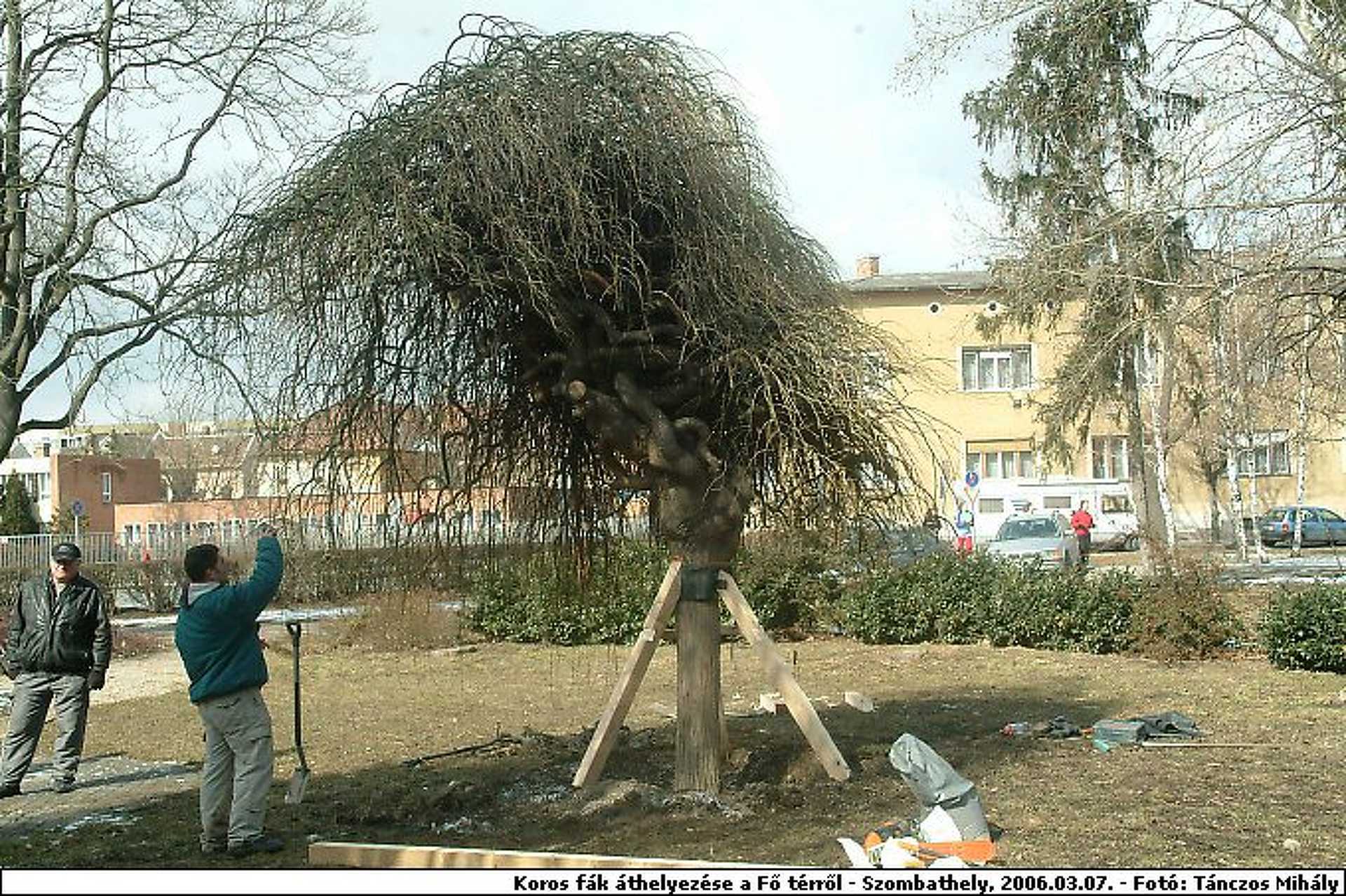 Faátültetés nyugat archív