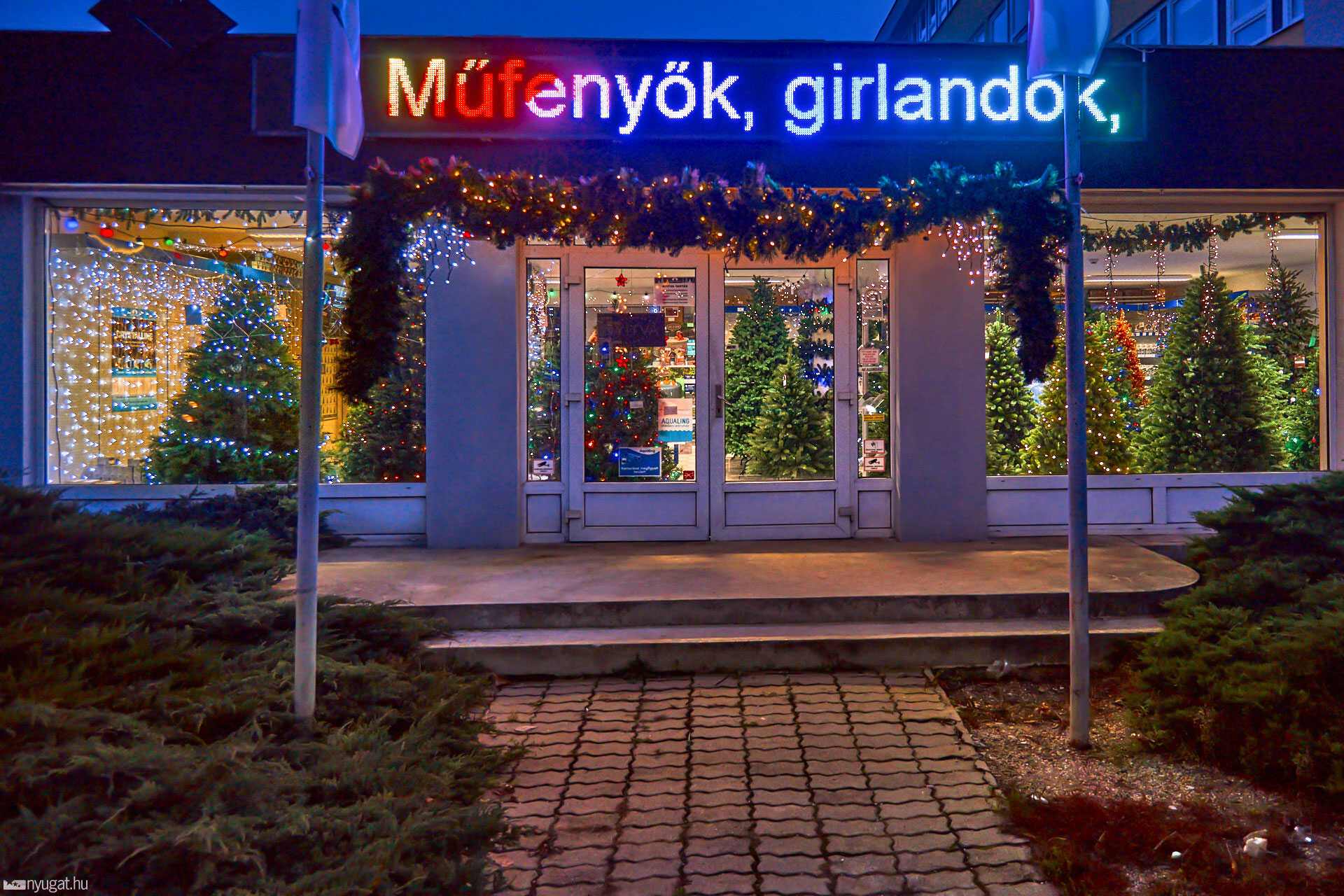 Műfenyők