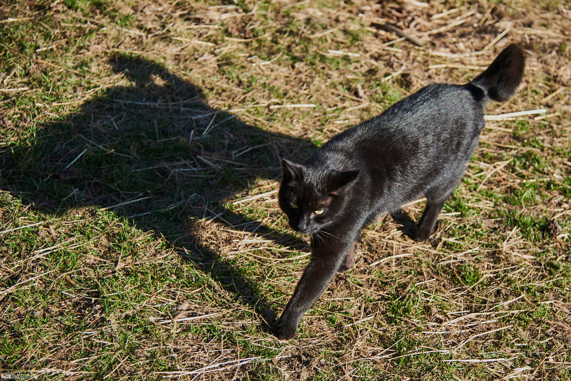 Kiscsacsi született a szombathelyi skanzenben