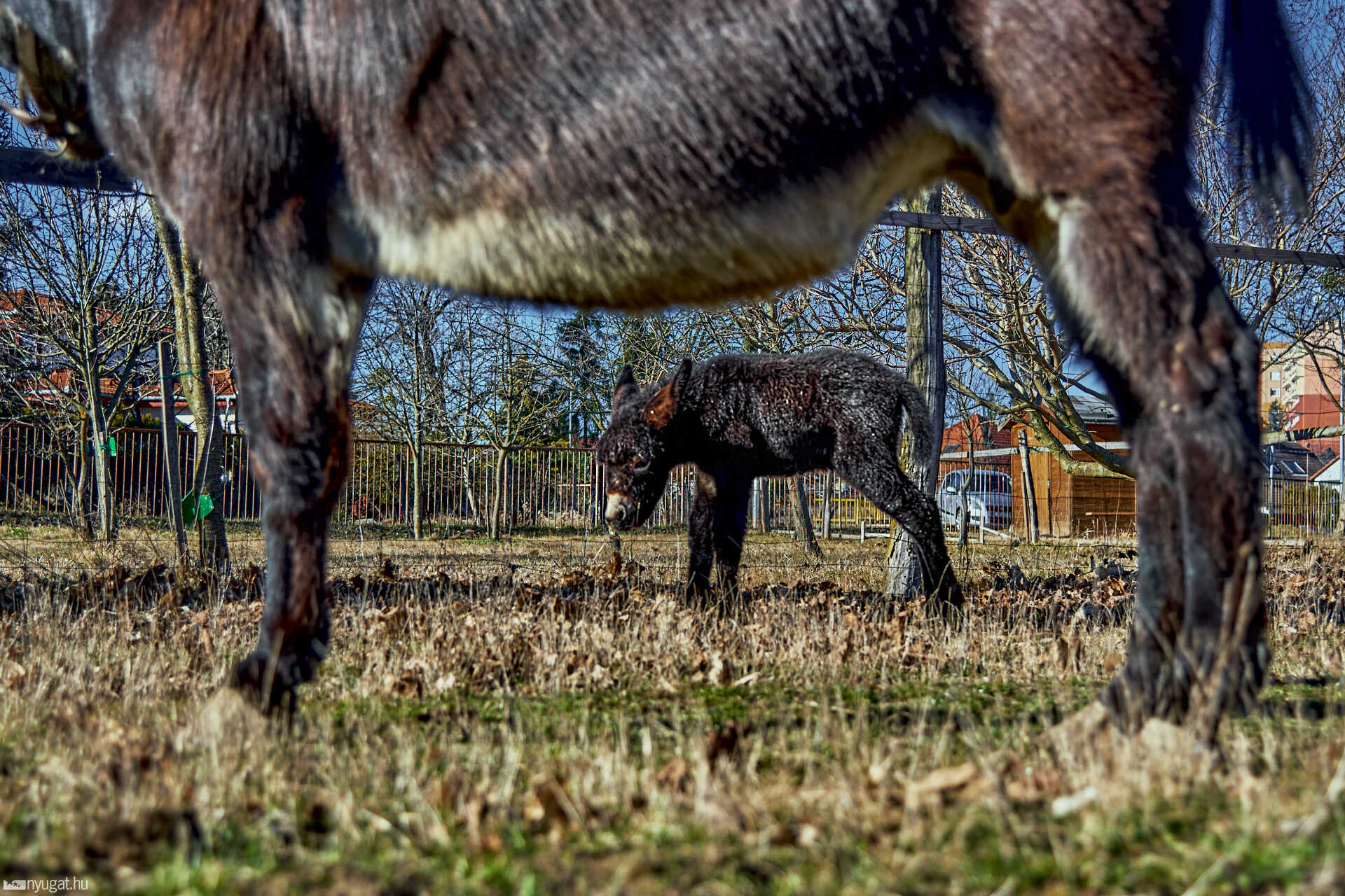 Kiscsacsi született a szombathelyi skanzenben