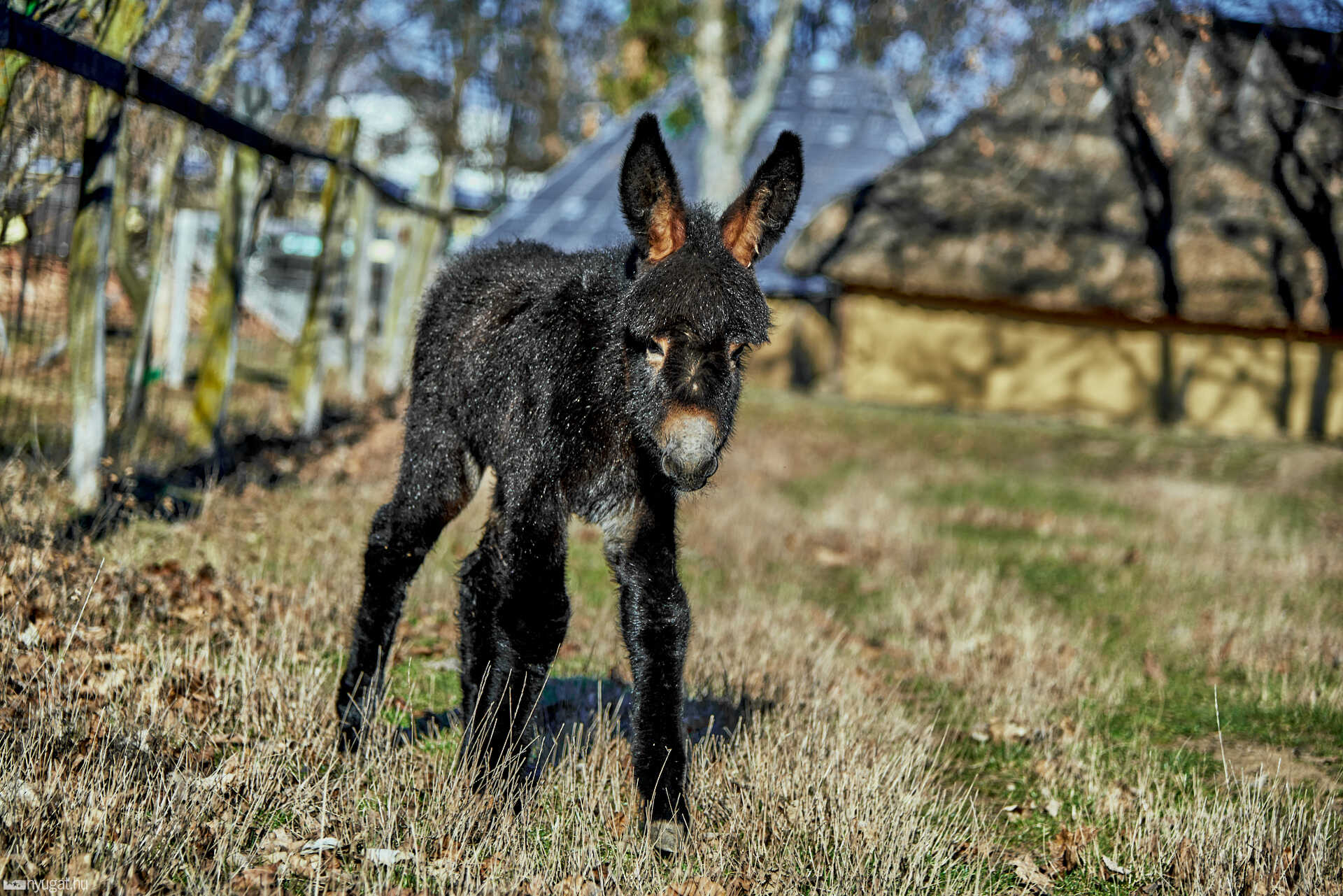 Kiscsacsi született a szombathelyi skanzenben