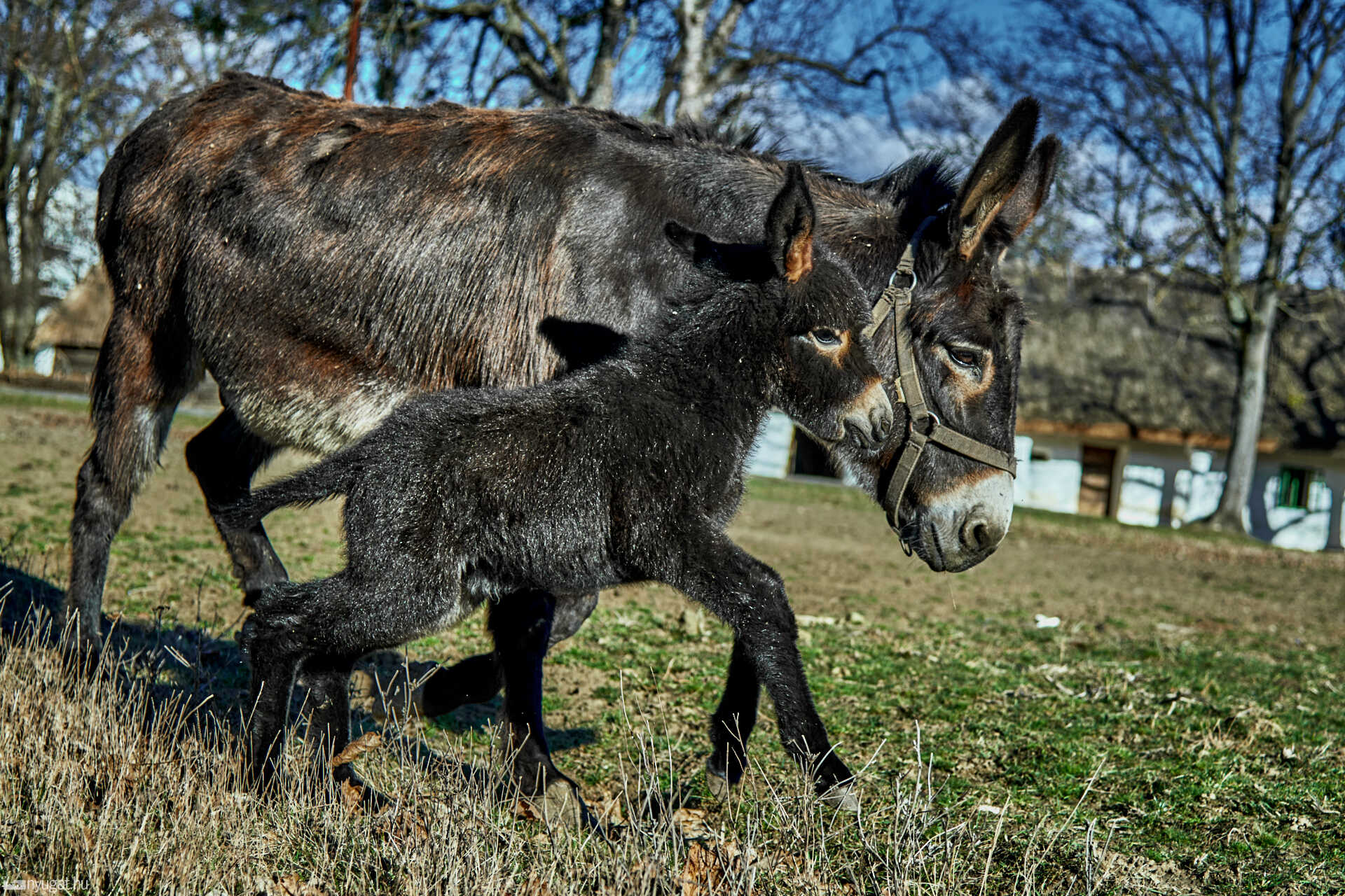 Kiscsacsi született a szombathelyi skanzenben