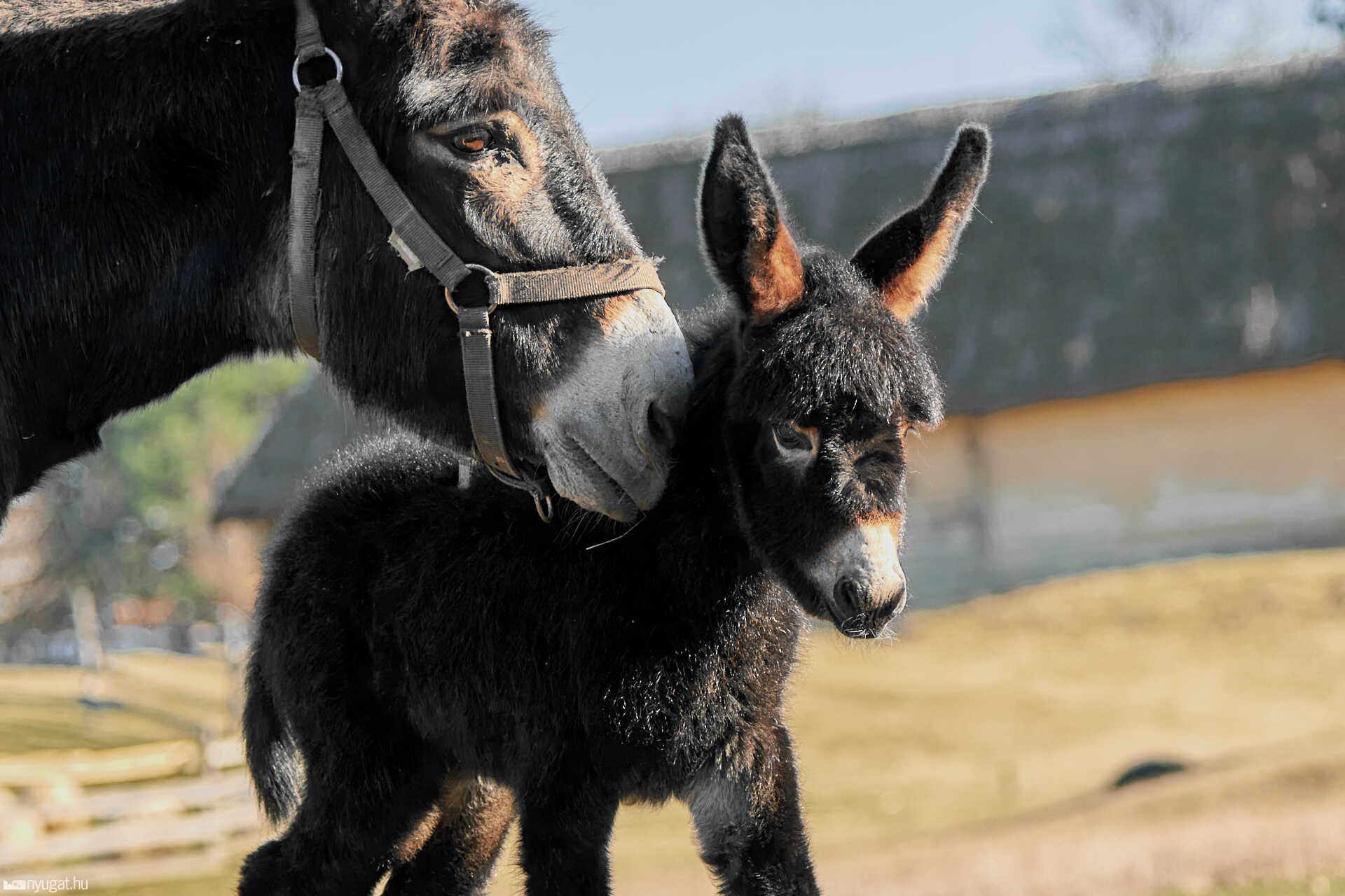 Kiscsacsi született a szombathelyi skanzenben