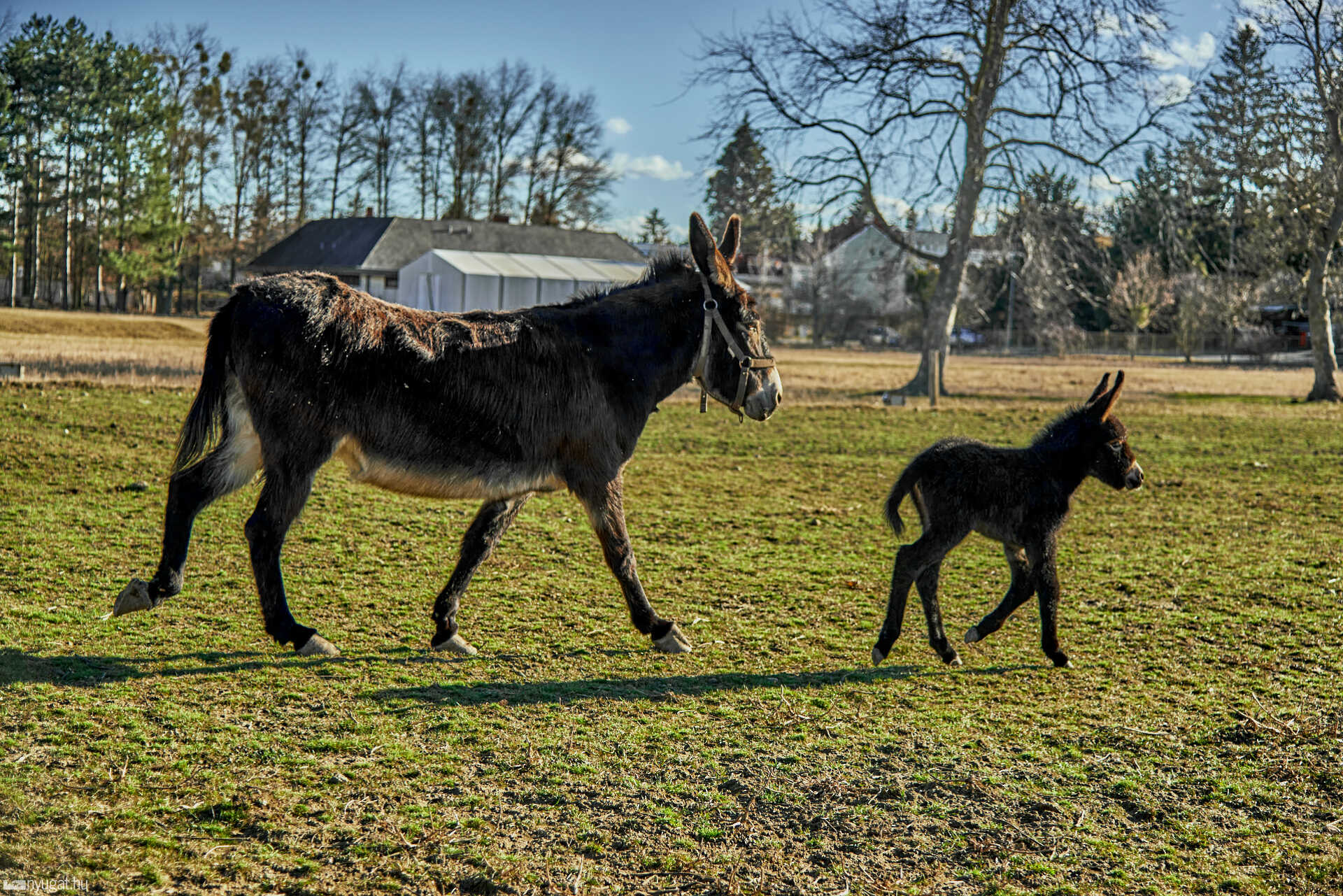 Kiscsacsi született a szombathelyi skanzenben