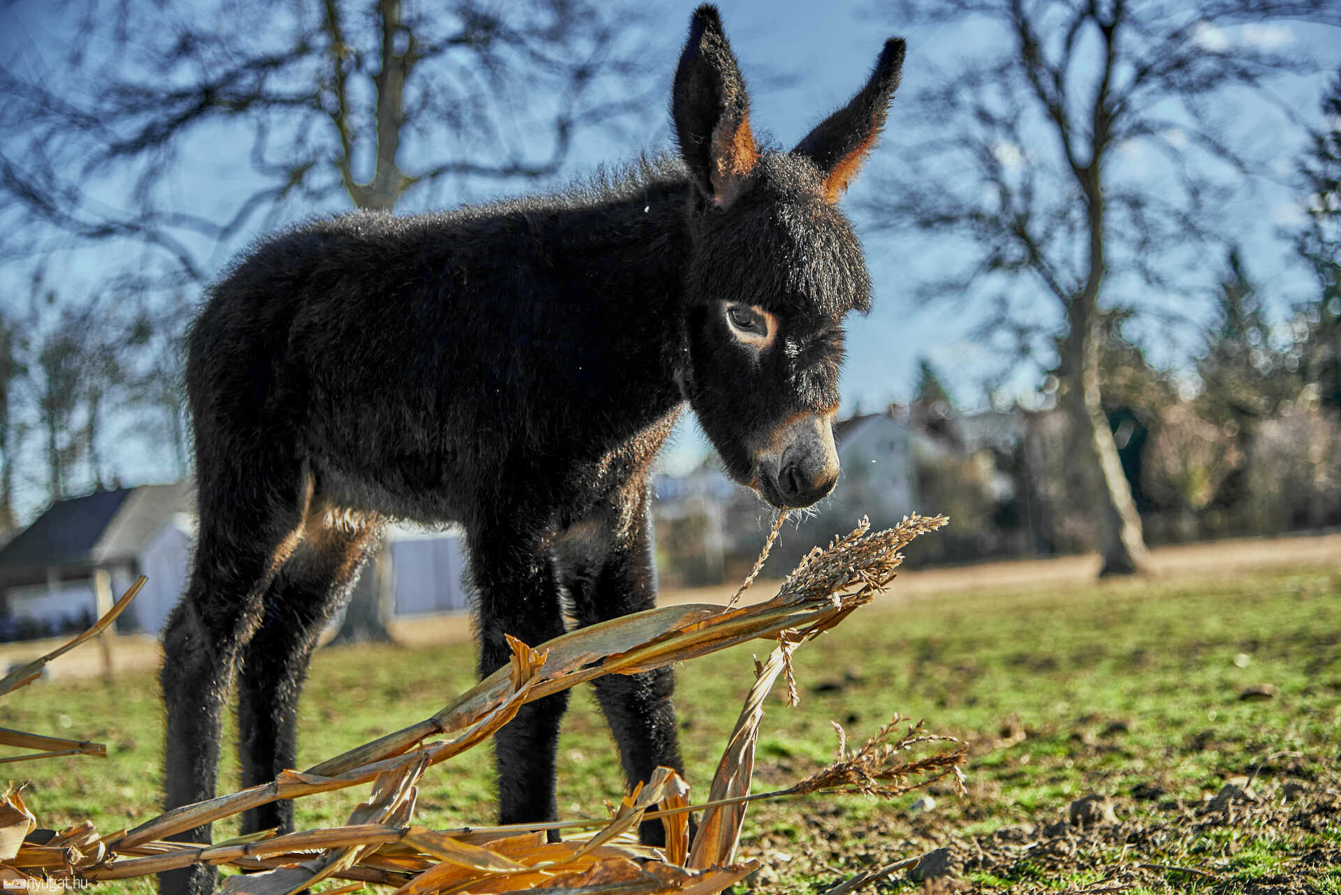 Kiscsacsi született a szombathelyi skanzenben