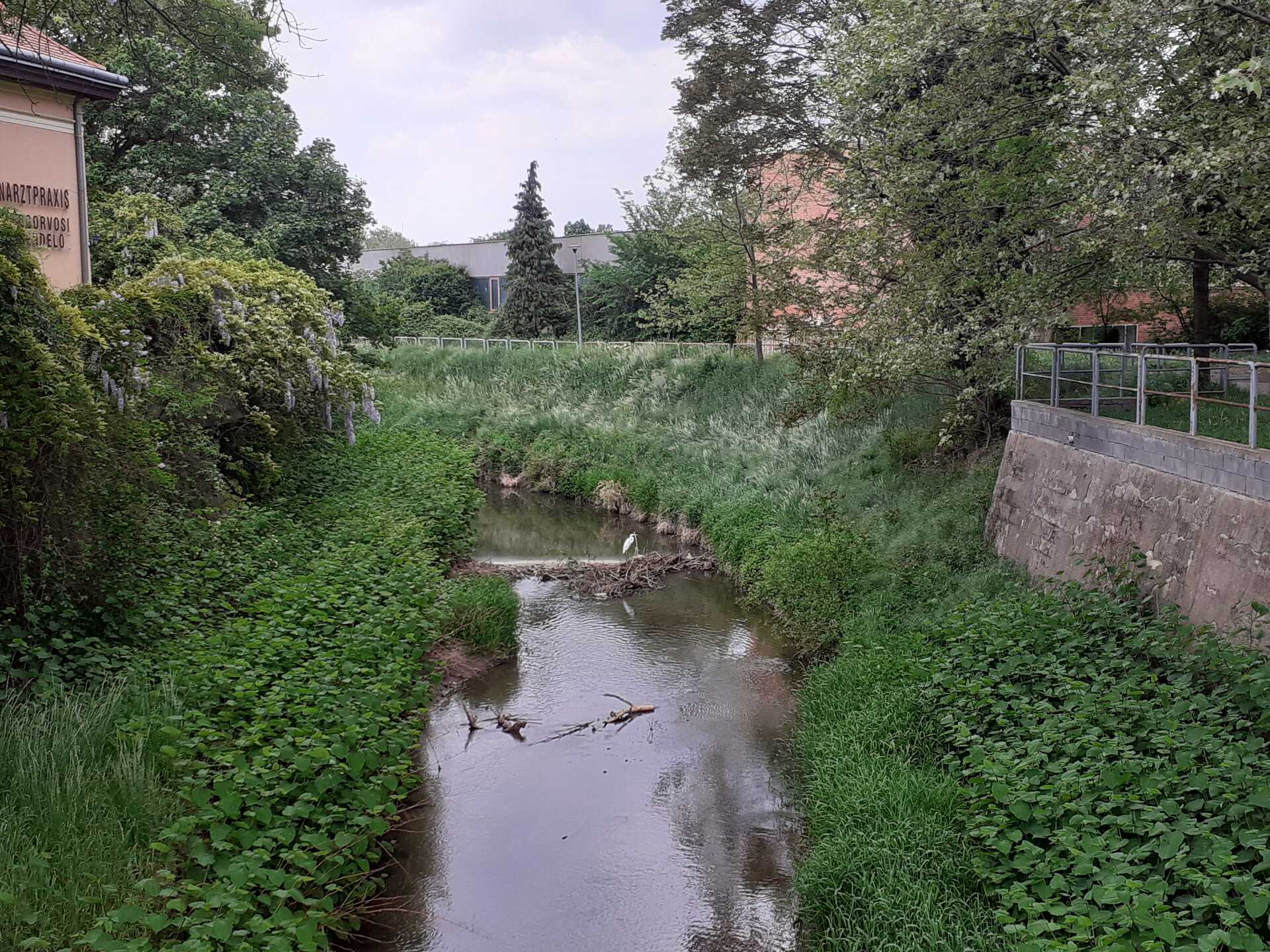 Kócsag a belvárosban