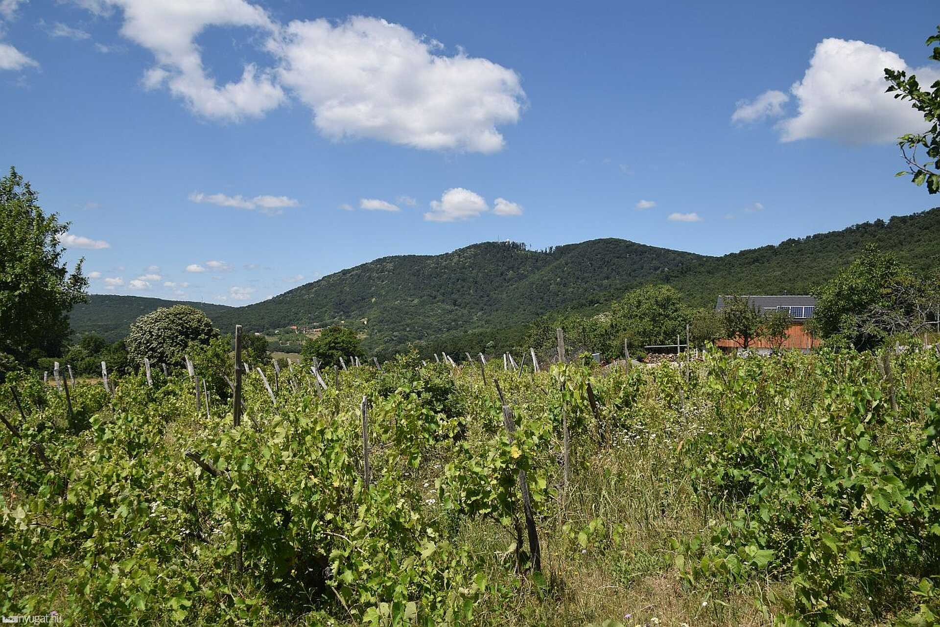 Mecsek, Zengő, erdő, túra