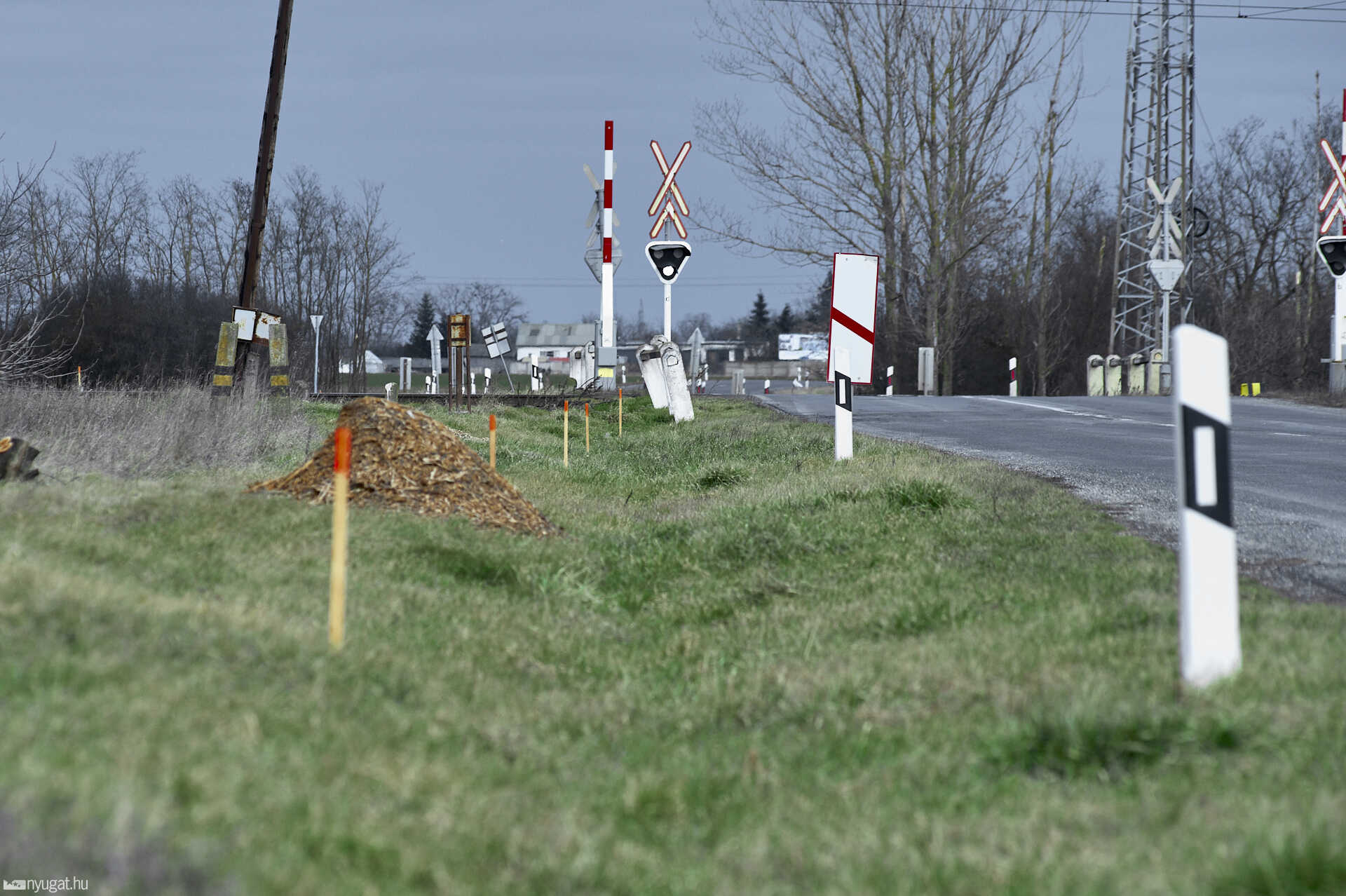 Kivágott fenyő Zanaton
