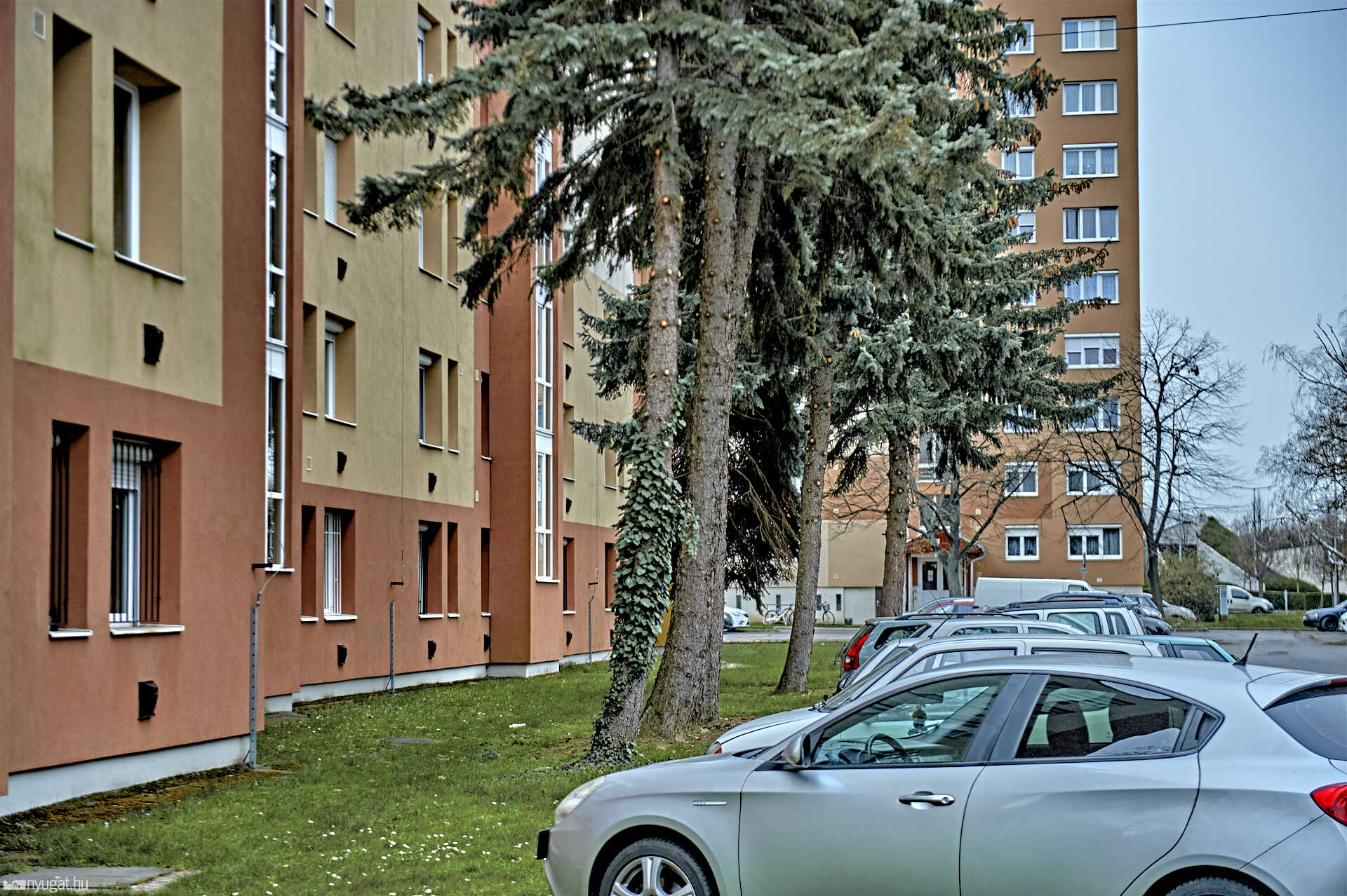 megnyírt fák Szombathelyen