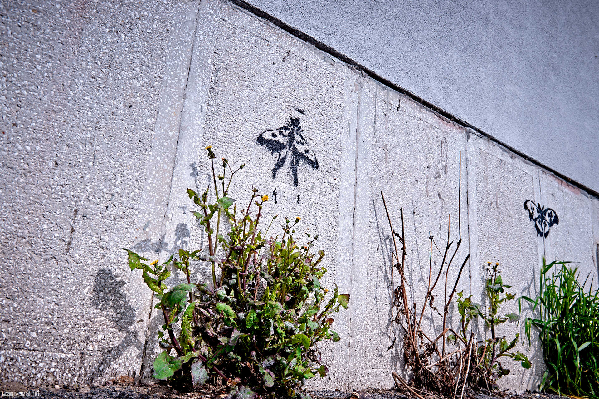 Graffiti lepkék Szombathelyen
