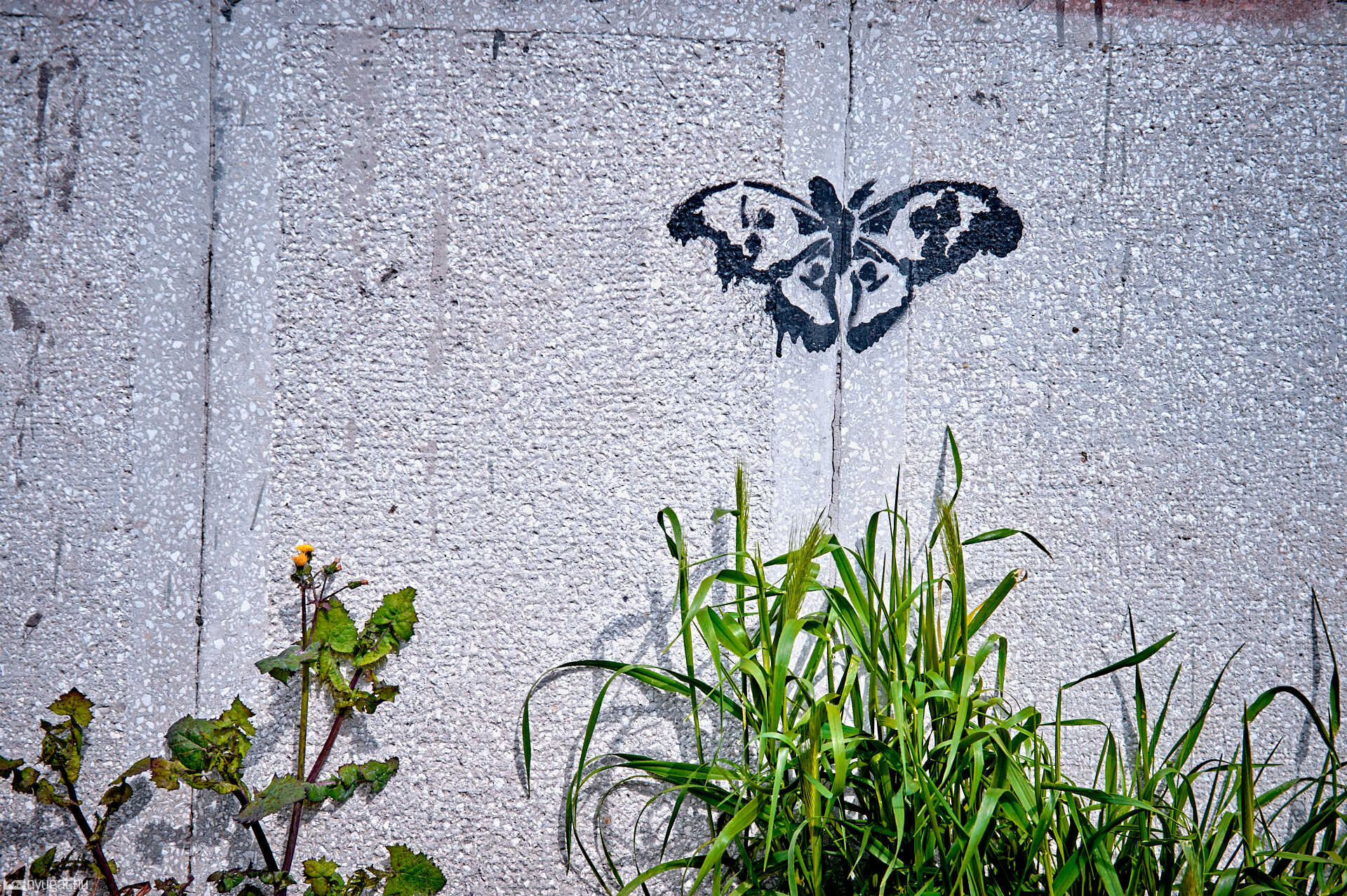 Graffiti lepkék Szombathelyen
