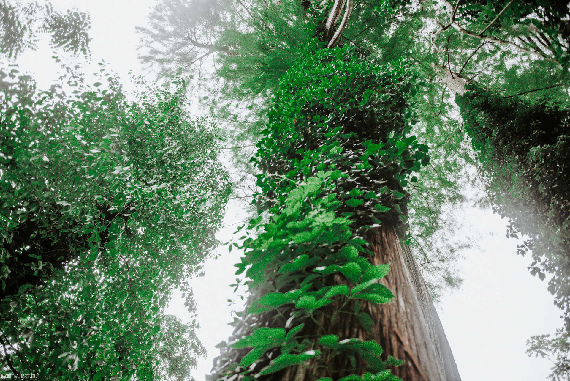 kámoni arborétum