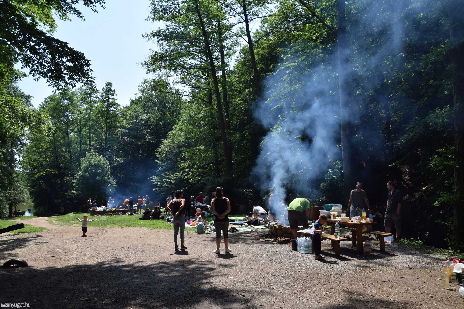 Jakab-hegy, Mecsek, erdő