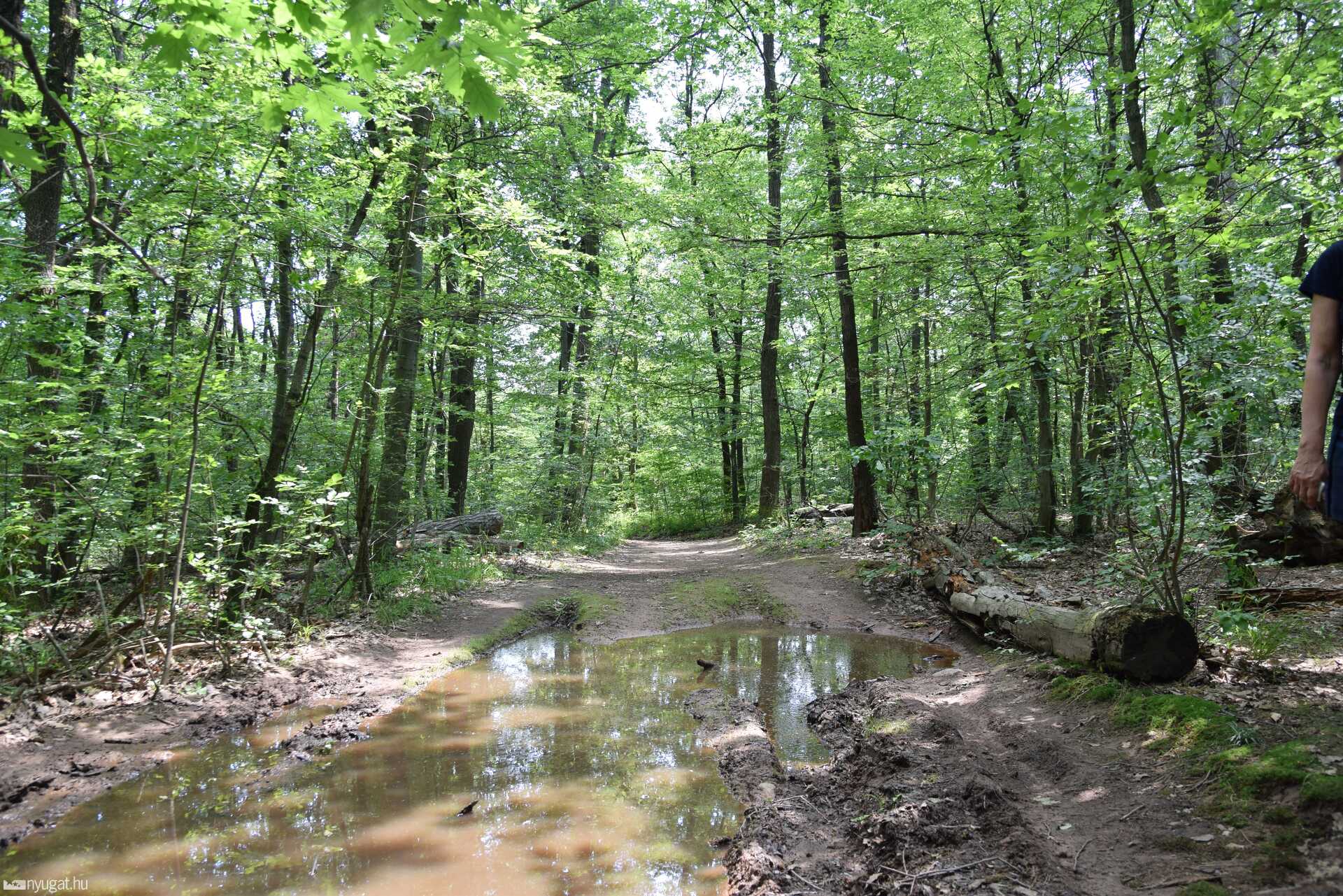 Jakab-hegy, Mecsek, erdő