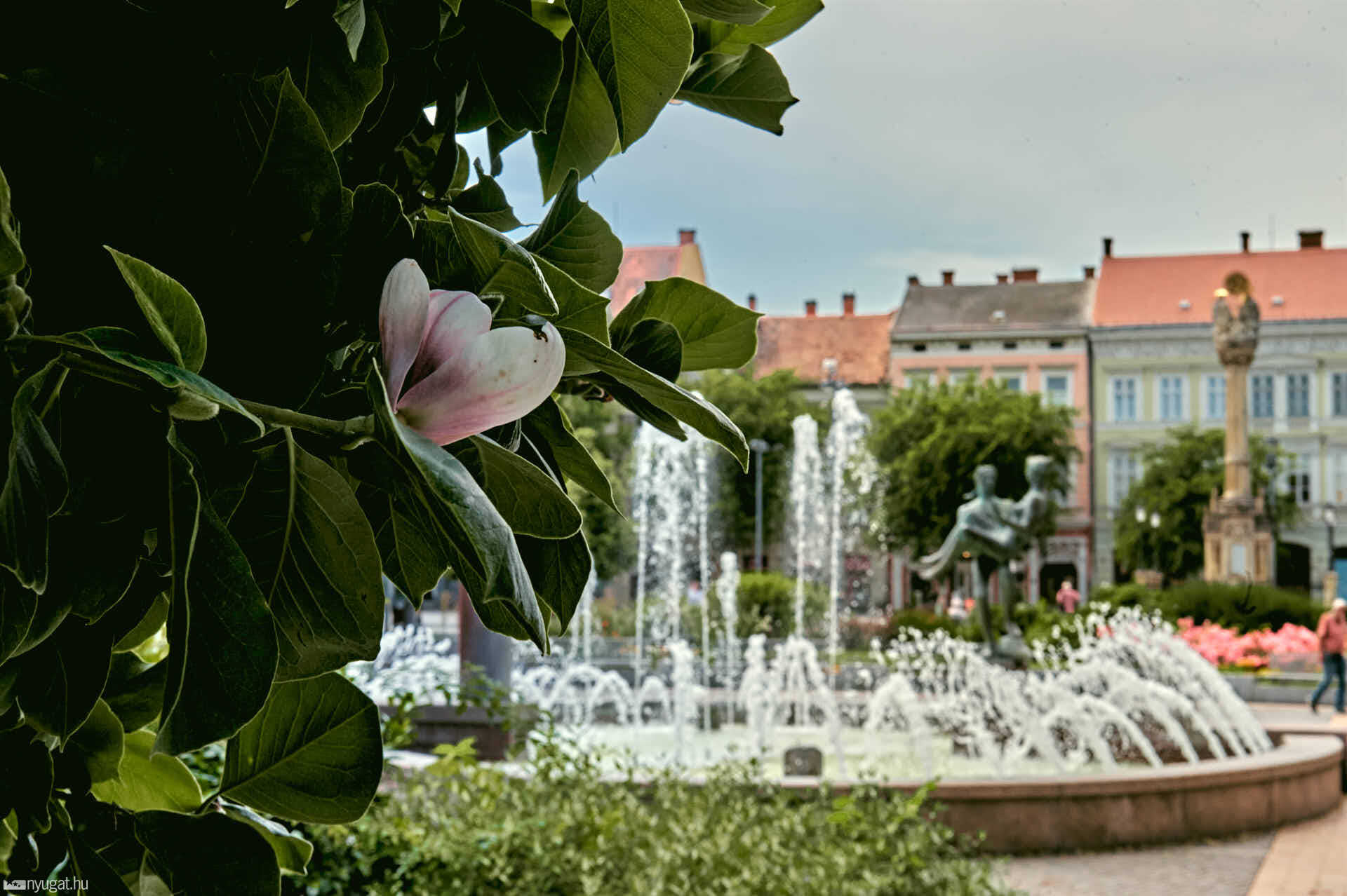 Újra virágzik a Fő téri magnólia