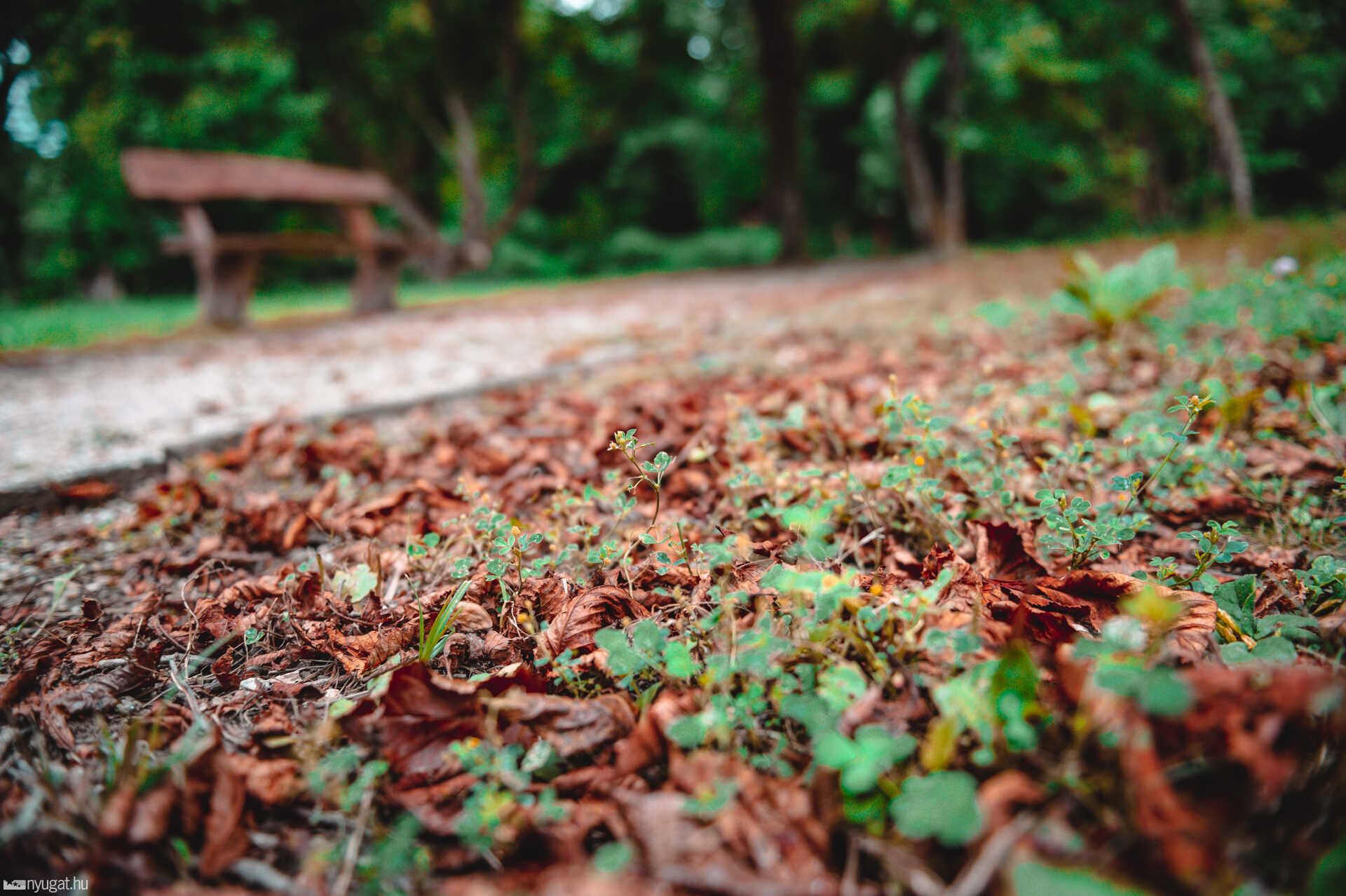 Beköszöntött az ősz a kámoni arborétumban
