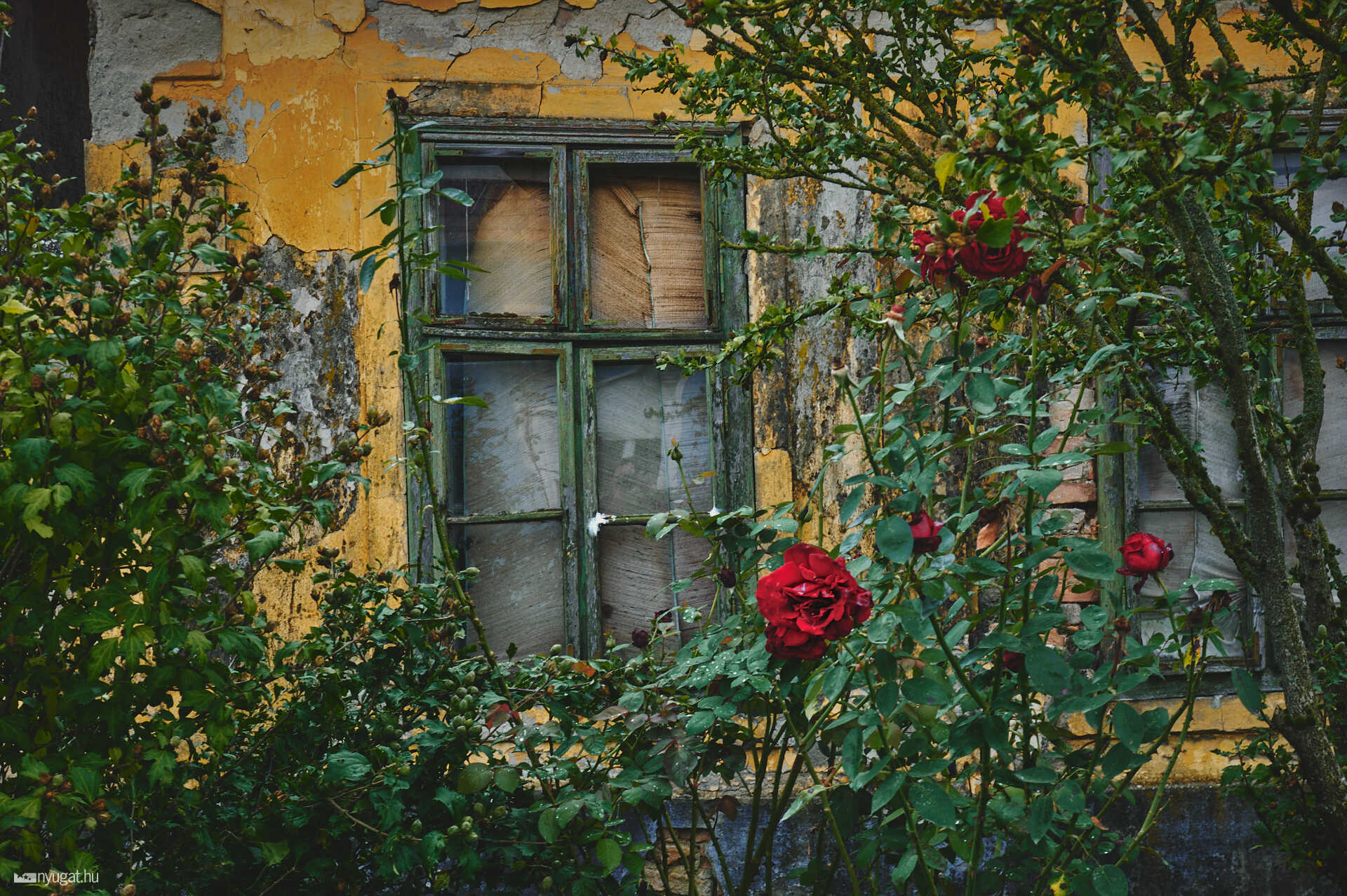 Kis-Somlyó hegy