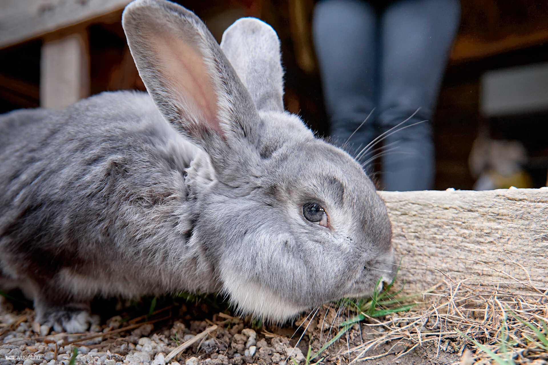 kisbárány született a Vasi Skanzenben 2024