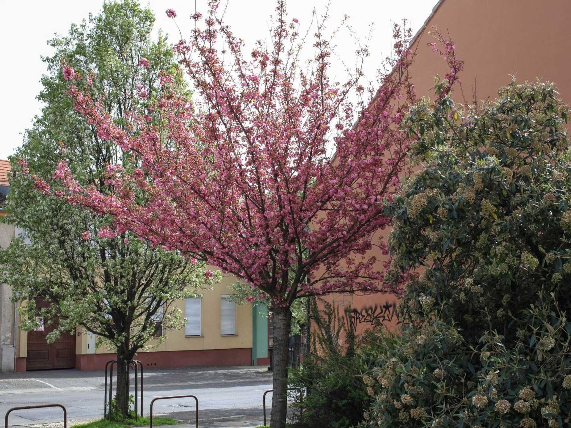 Szombathely, tavasz, tavaszi perspektívák