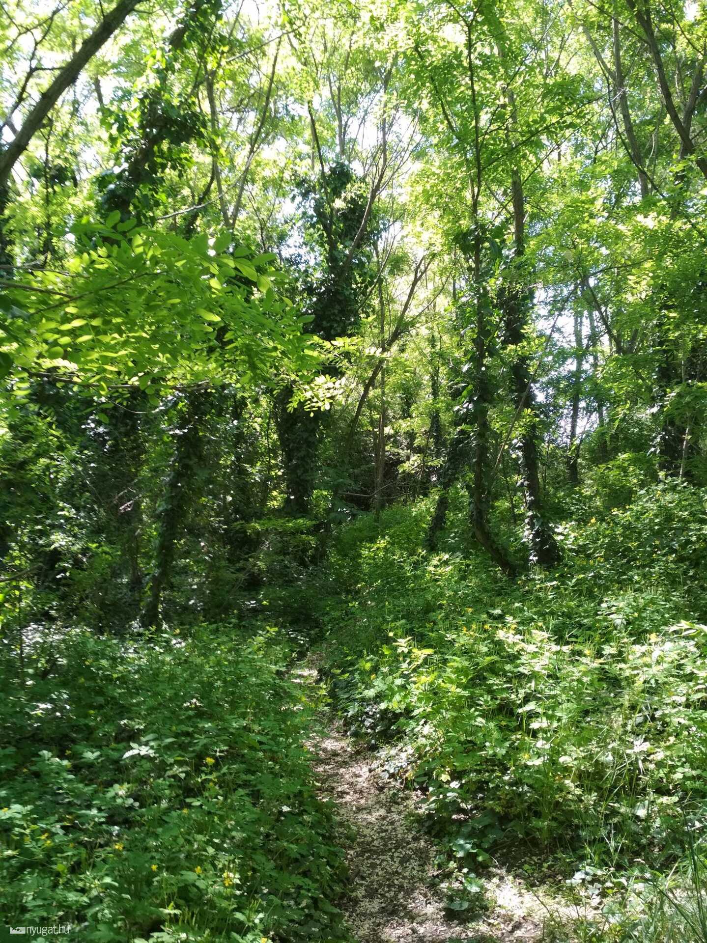 A budapesti Molnár-sziget