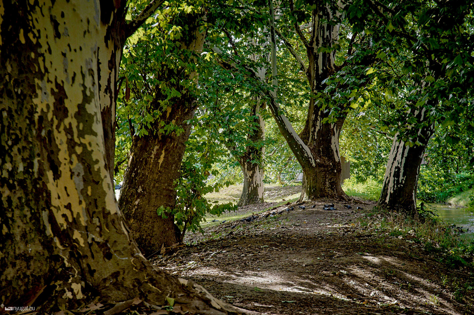 Pelikán park 2024