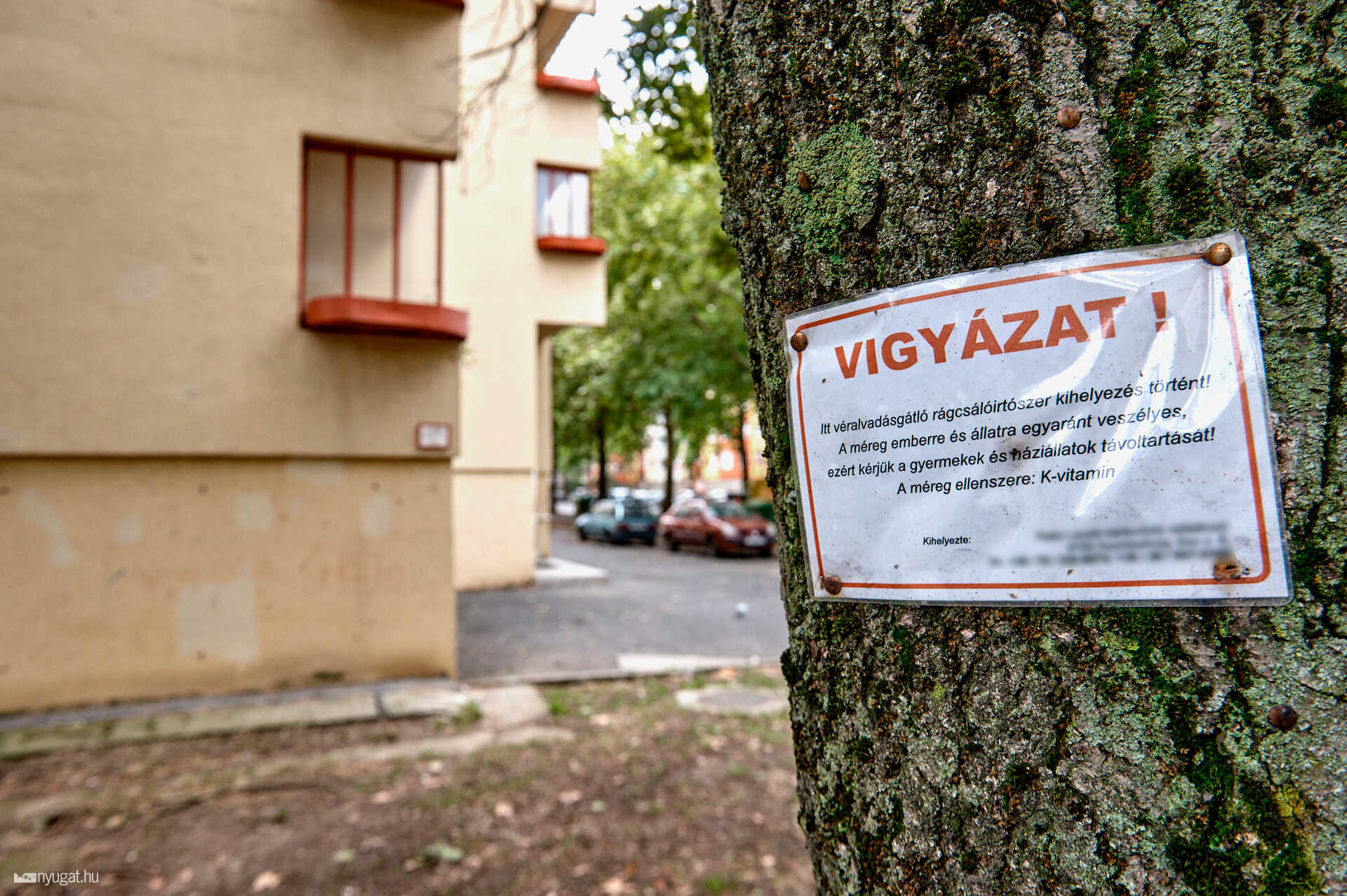 rágcsáló, pocok, kártevő lukak Szombathelyen