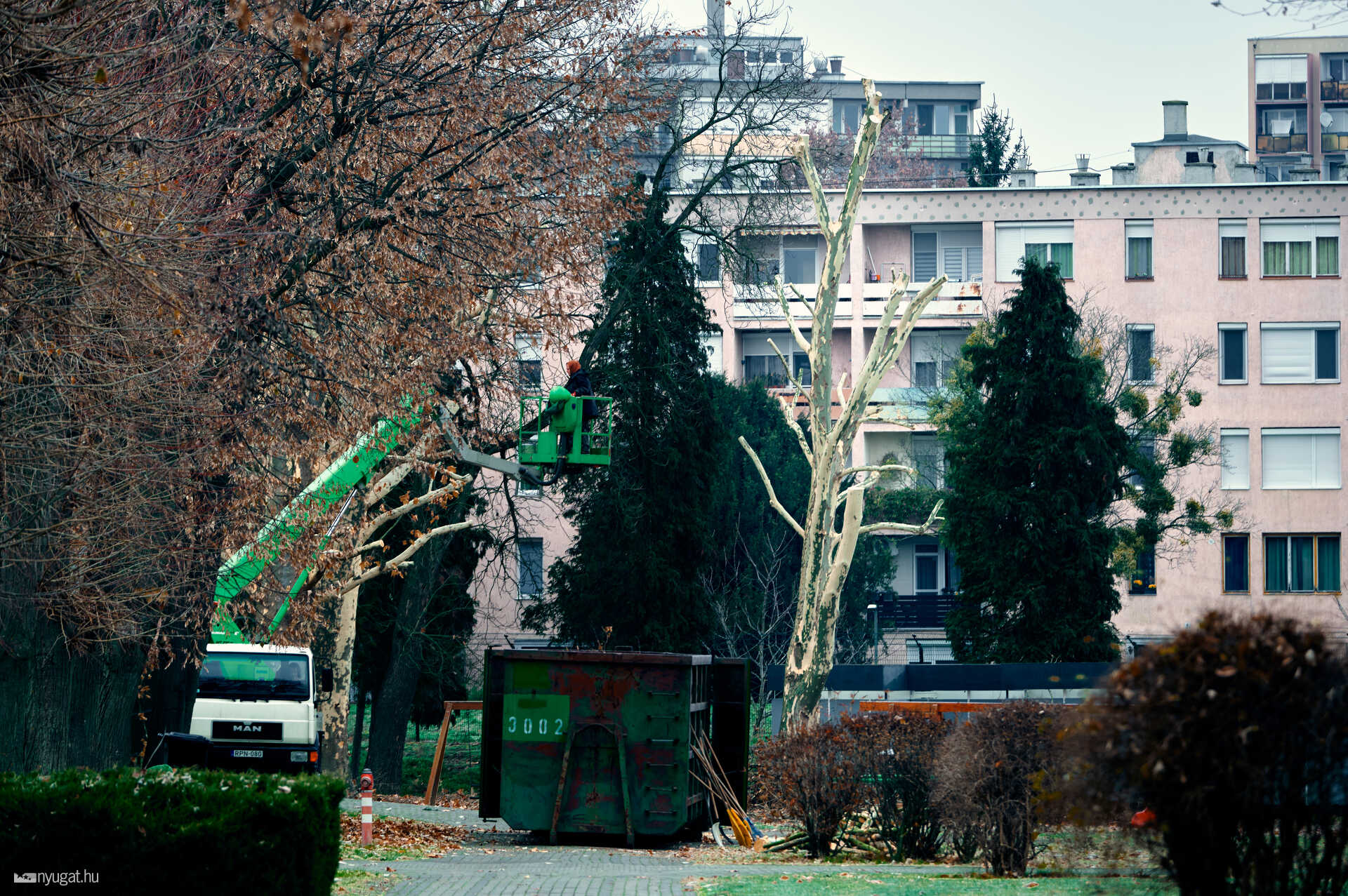 metszett fák a tófürdőn