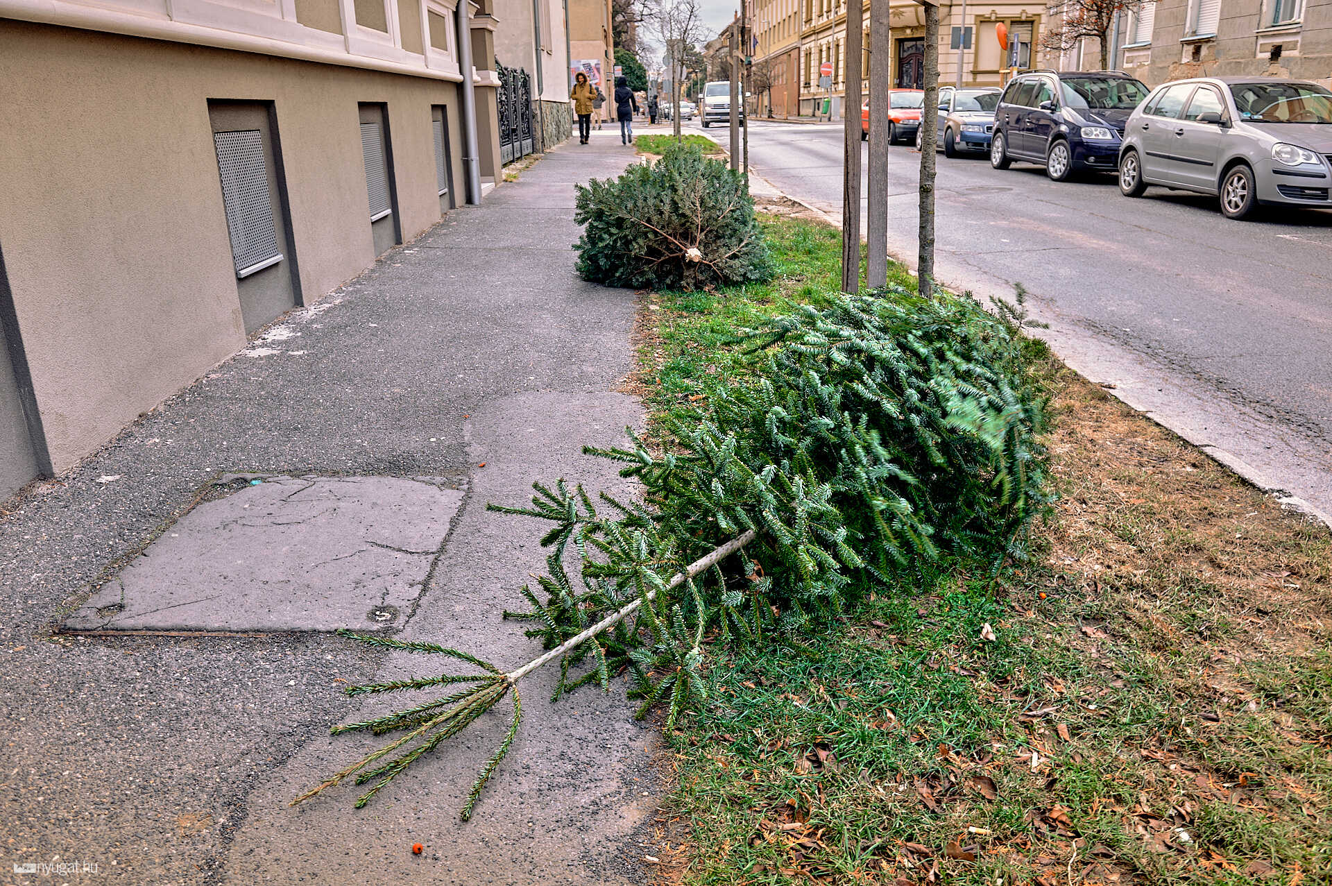 Kidobott fenyők 2025.01.13.