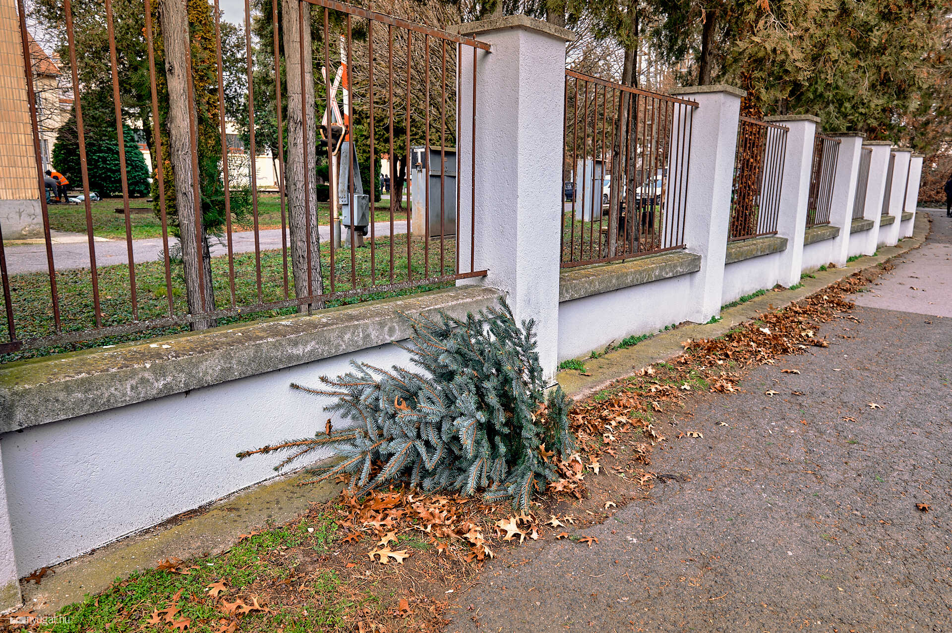 Kidobott fenyők 2025.01.13.