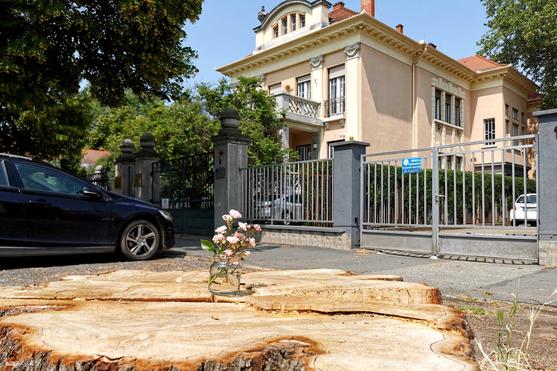 kivágott platán az Iparkamara előtt