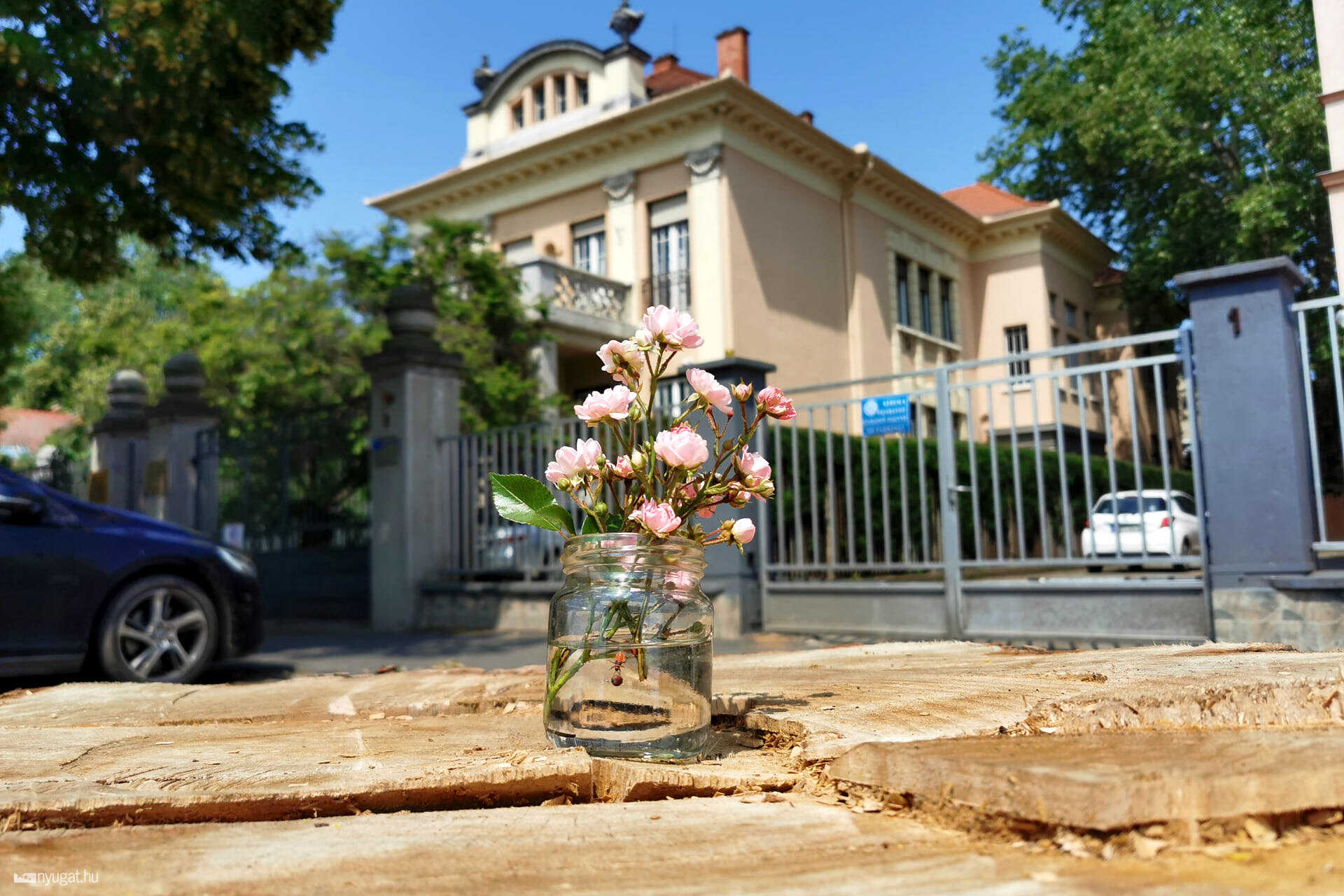 kivágott platán az Iparkamara előtt