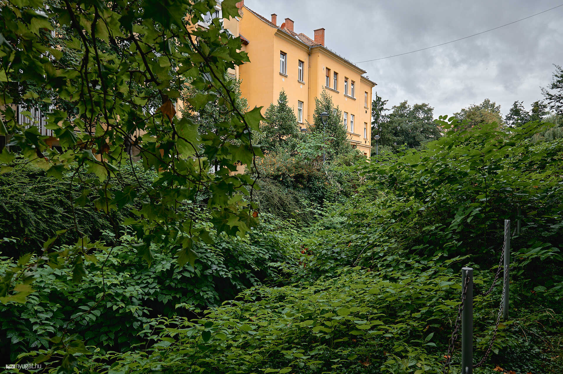 Méhlegelő és növényzet a Gyöngyös partján 