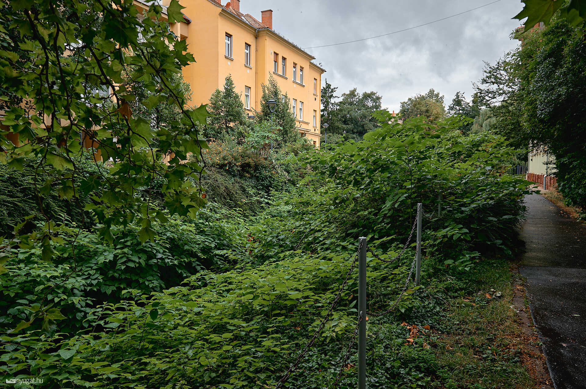 Méhlegelő és növényzet a Gyöngyös partján 