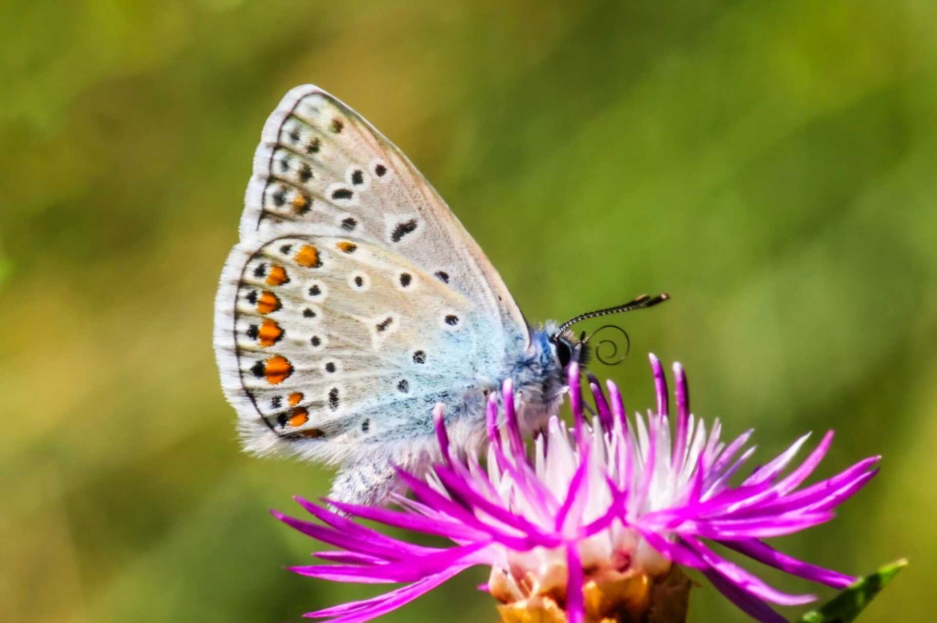 Nyári pillangók/ olvasói fotók