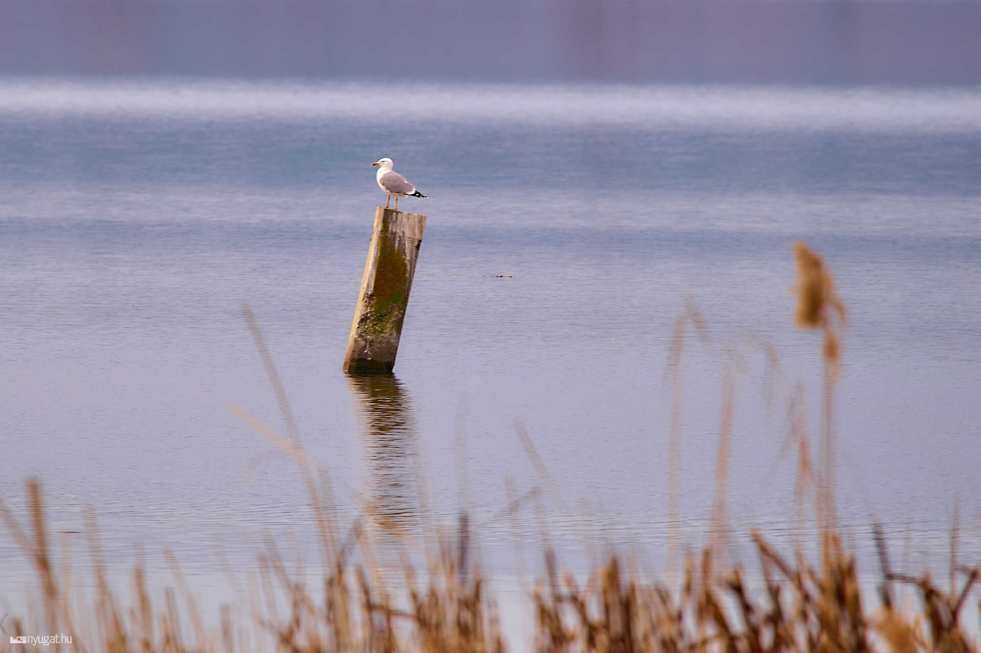 Kis-Balaton túra télen