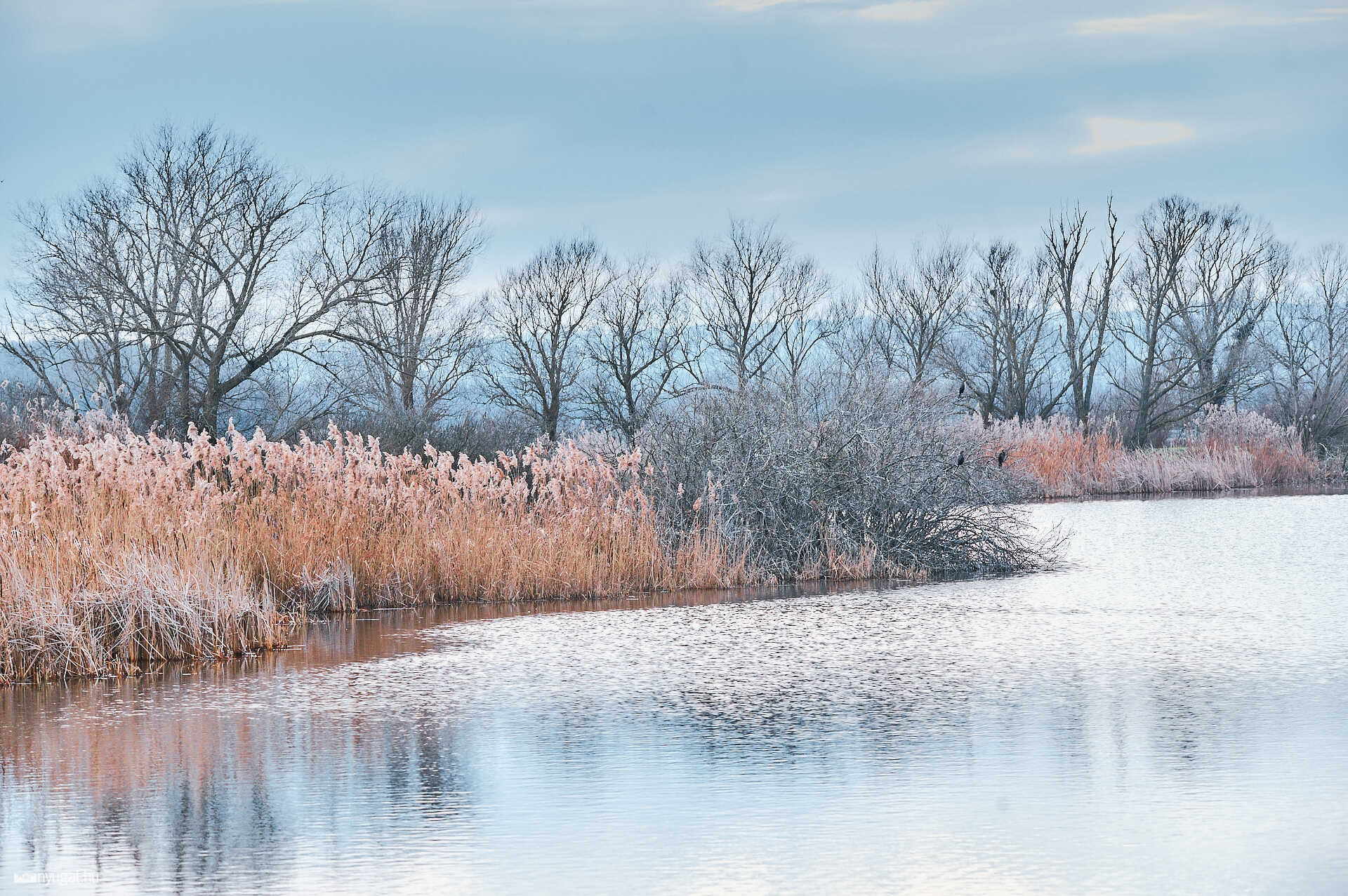 Kis-Balaton túra télen
