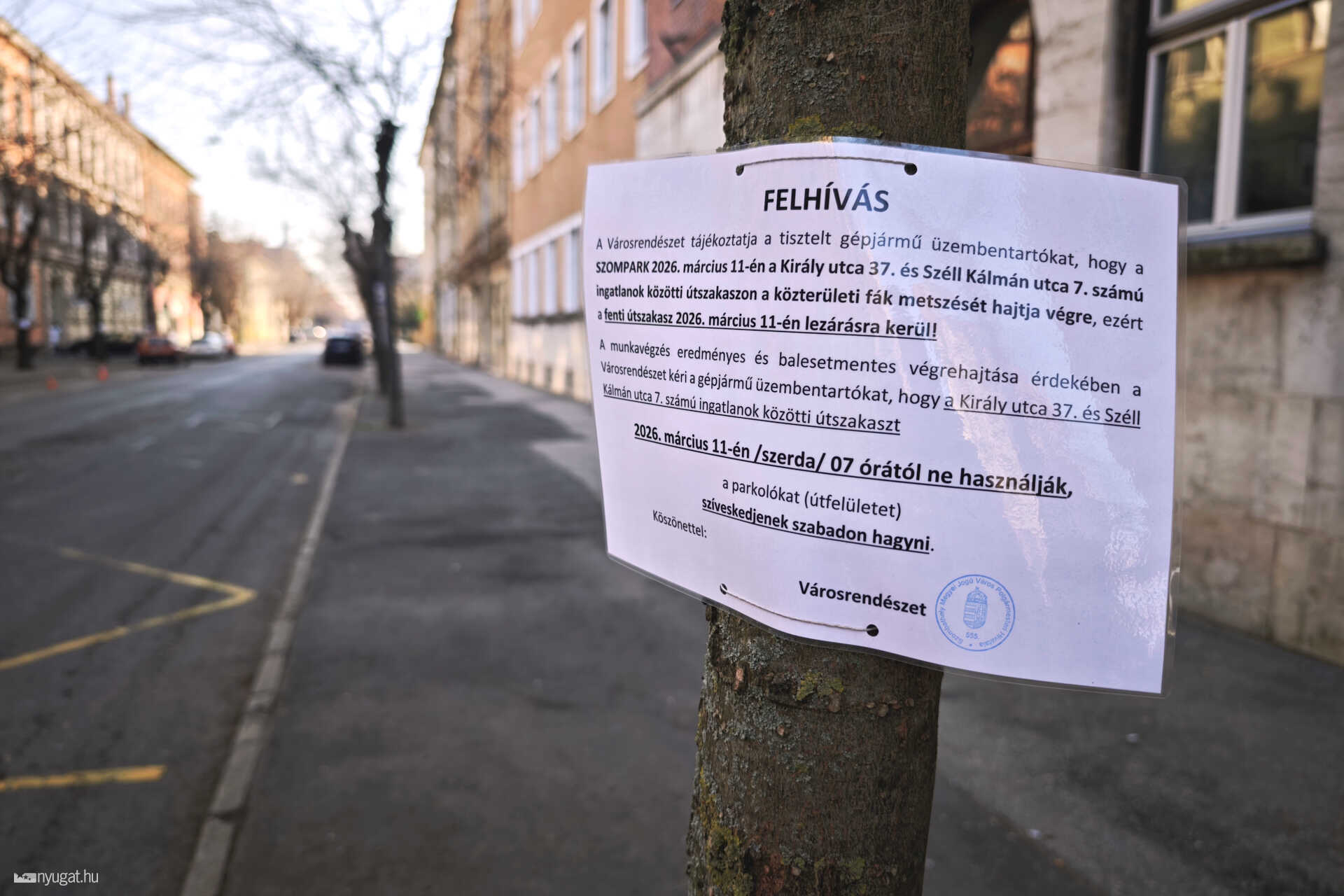 Fametszés Szombathelyen Király utca