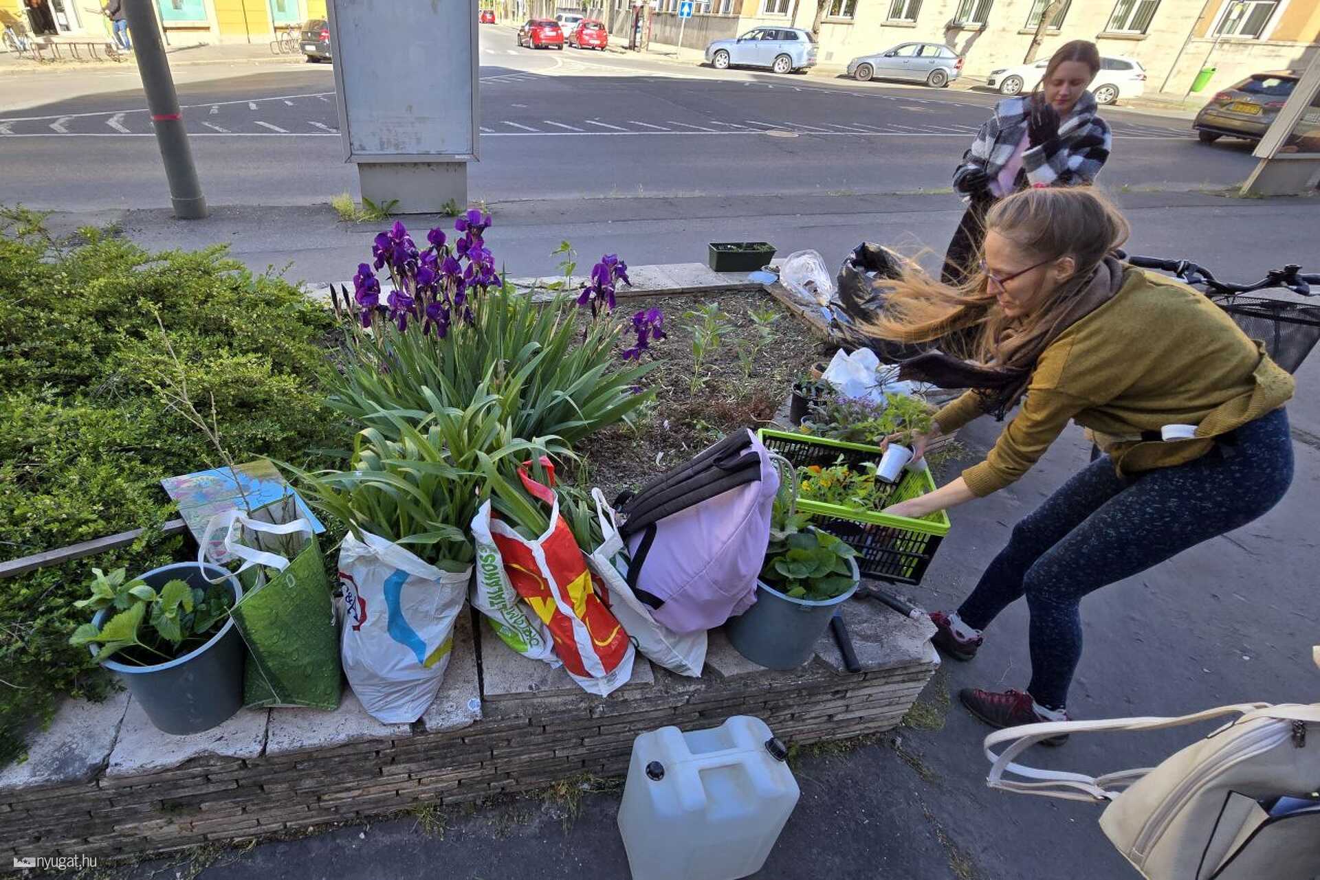 Közösségi kert a szombathelyi Savaria Szállónál 