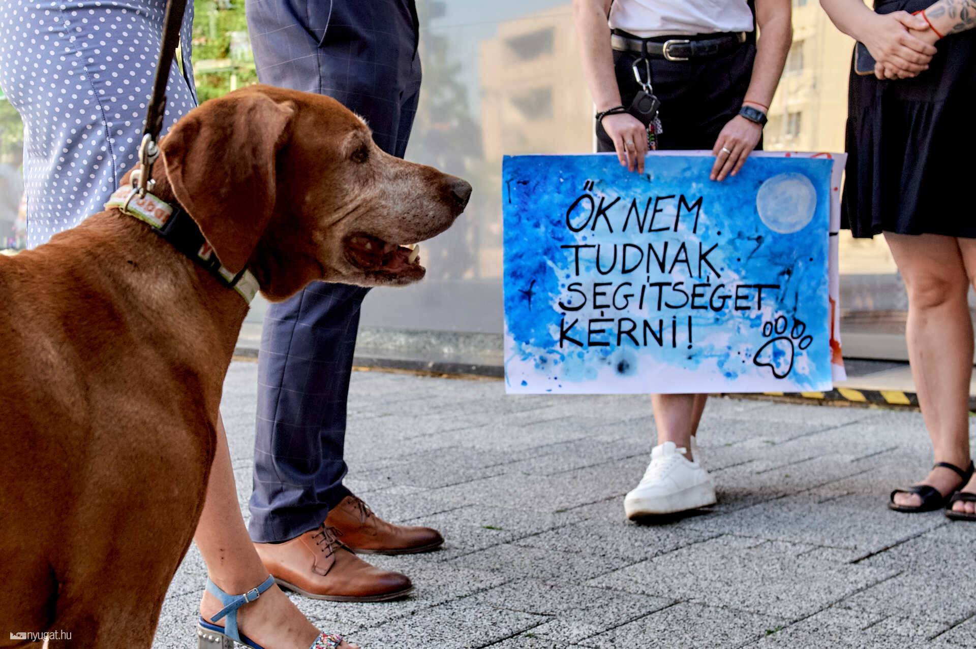 tüntetés a 0-24-es állatorvosi ügyeletért