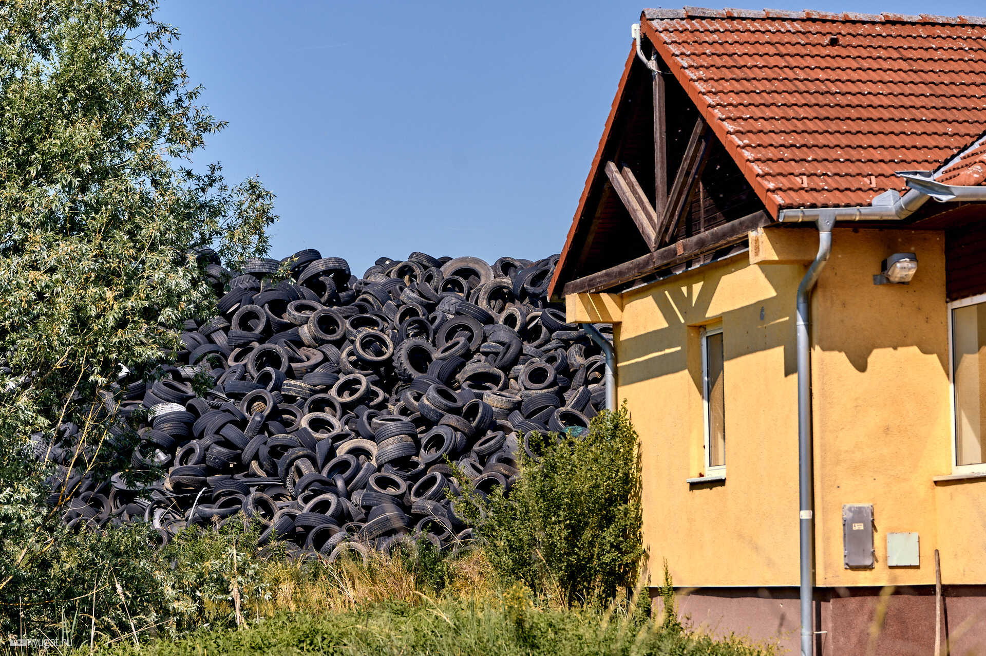 Nagykölked gumitelep 2026.05.28