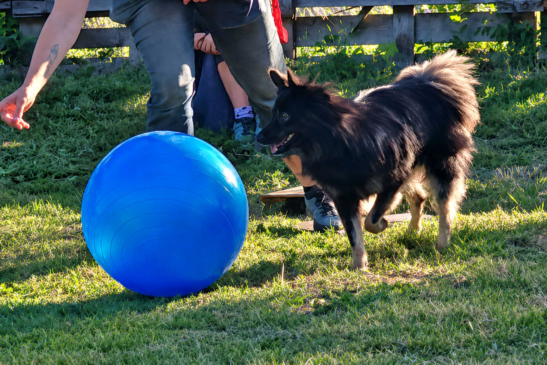 Treibball Szombathelyen