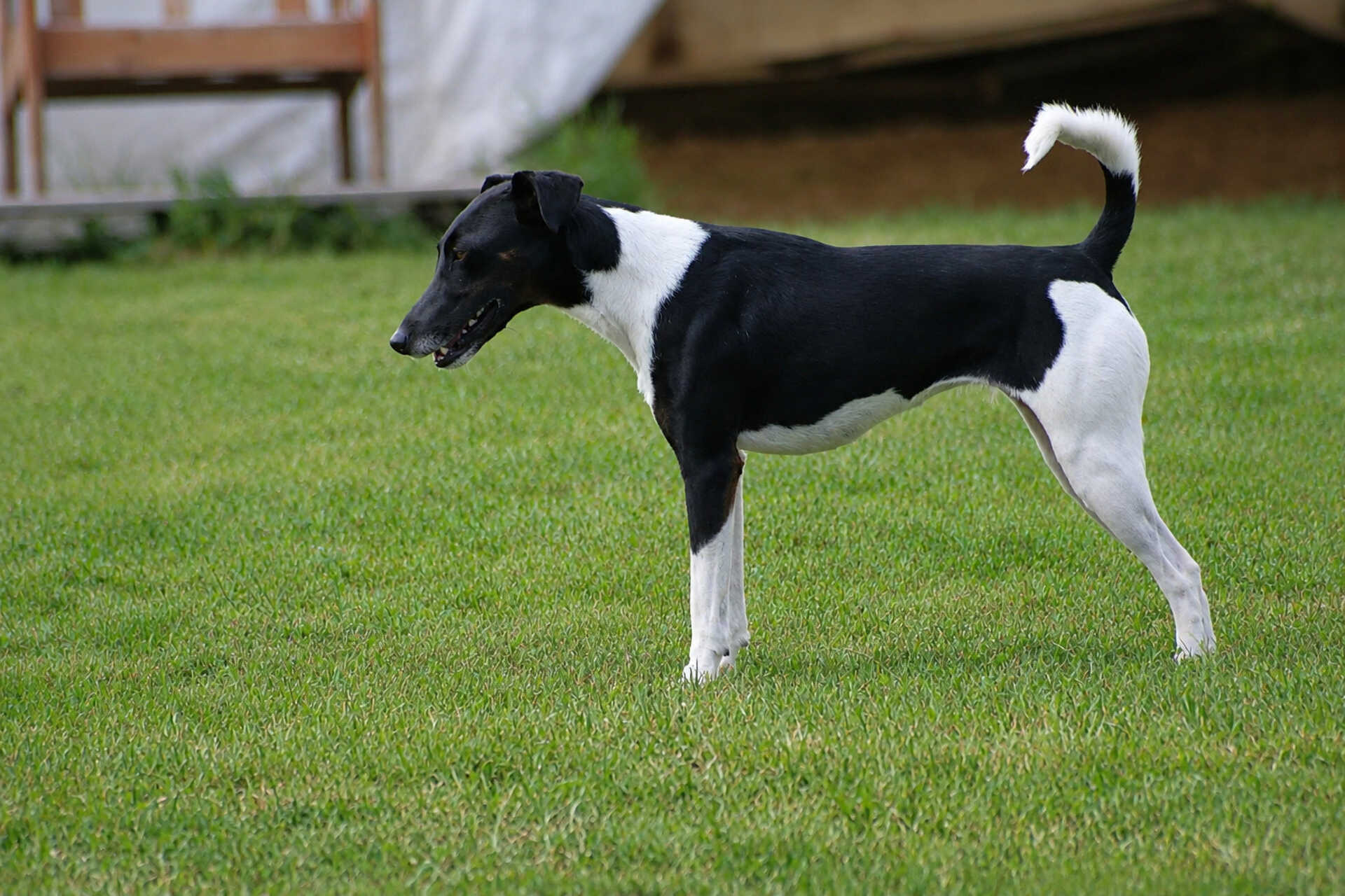 Treibball Szombathelyen