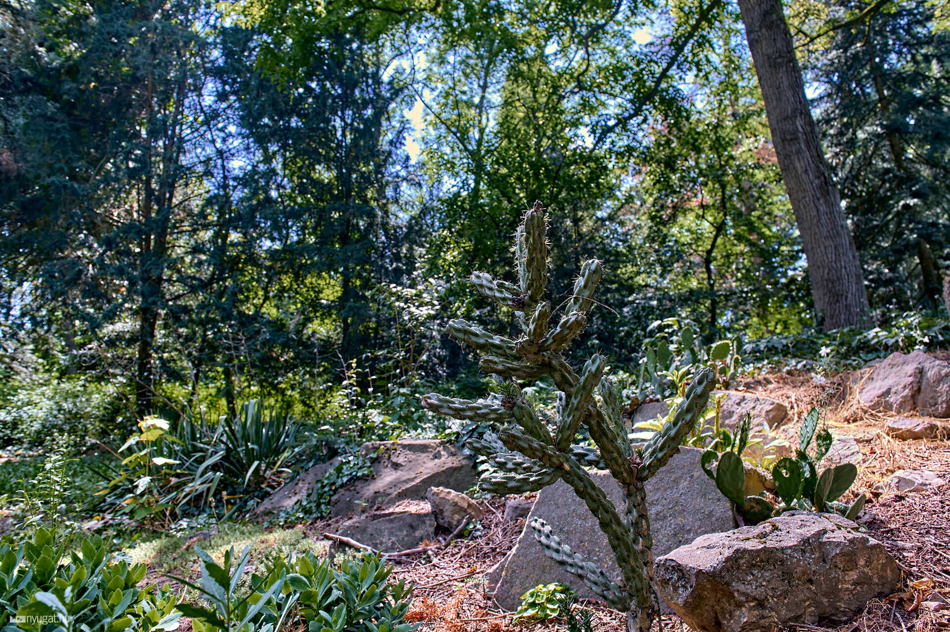 Szelestei arborétum
