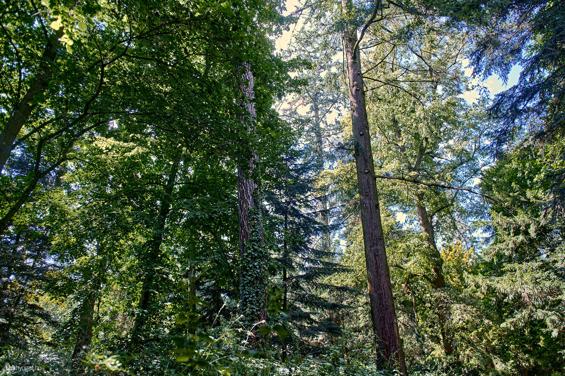 Szelestei arborétum