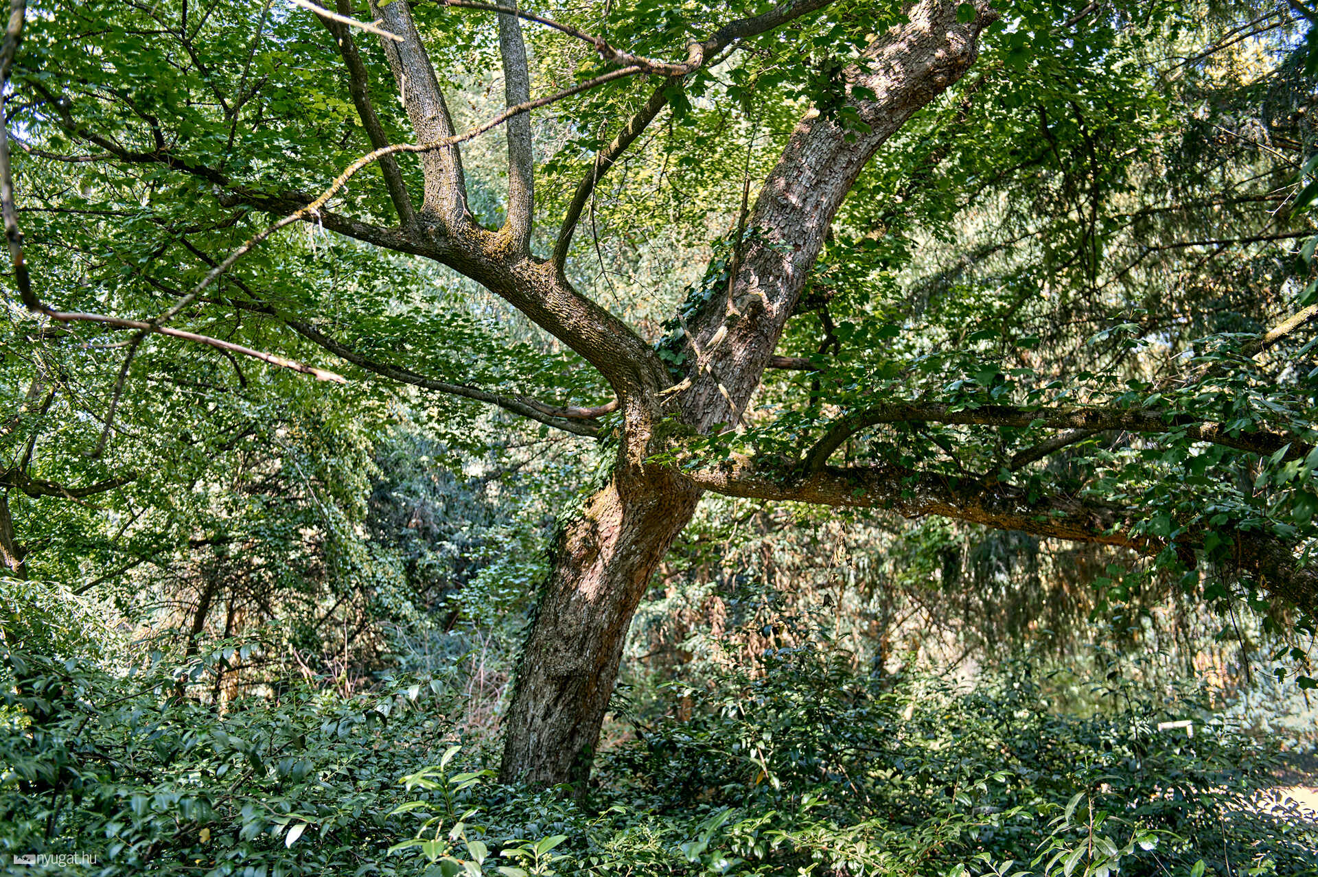 Szelestei arborétum
