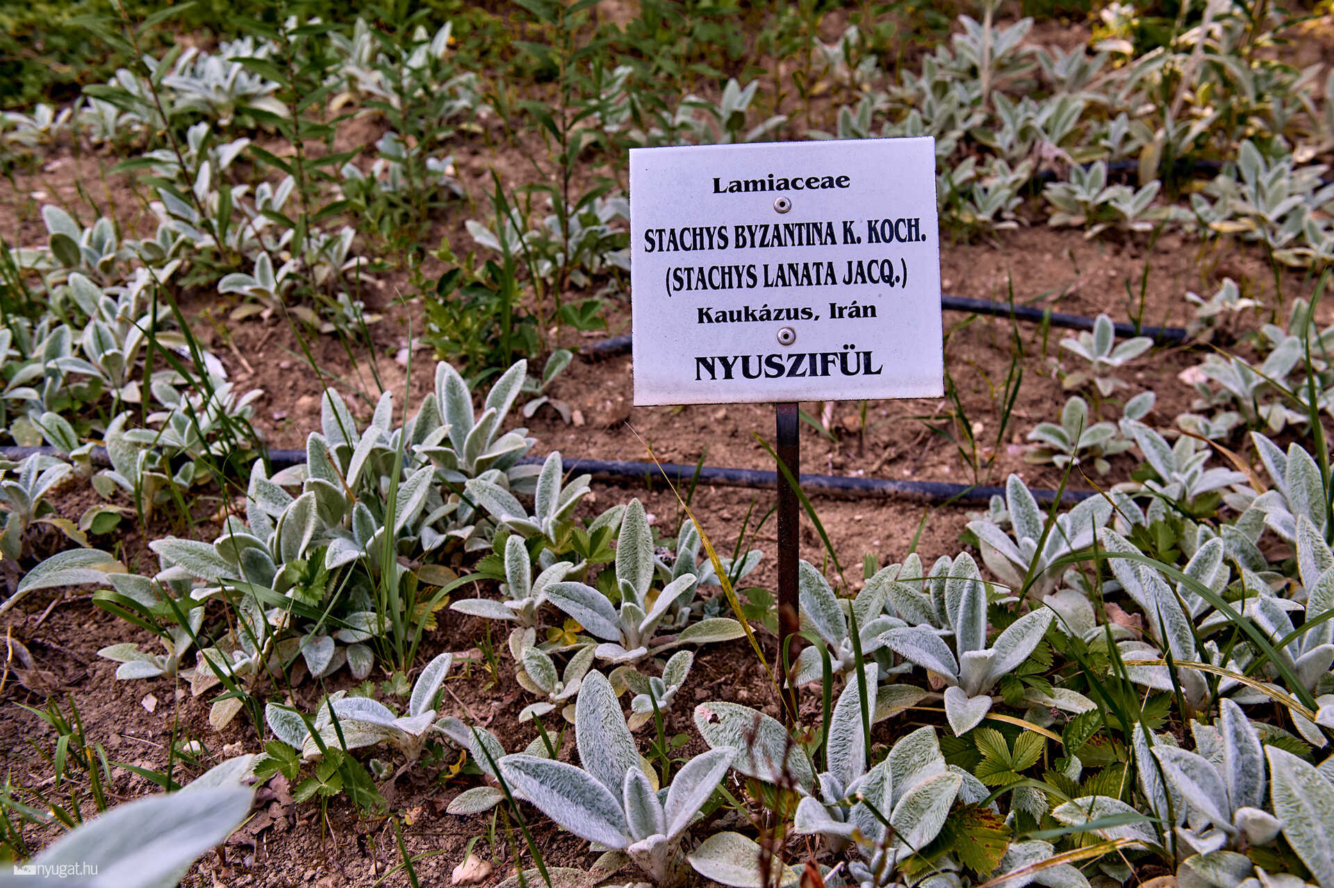 Szelestei arborétum
