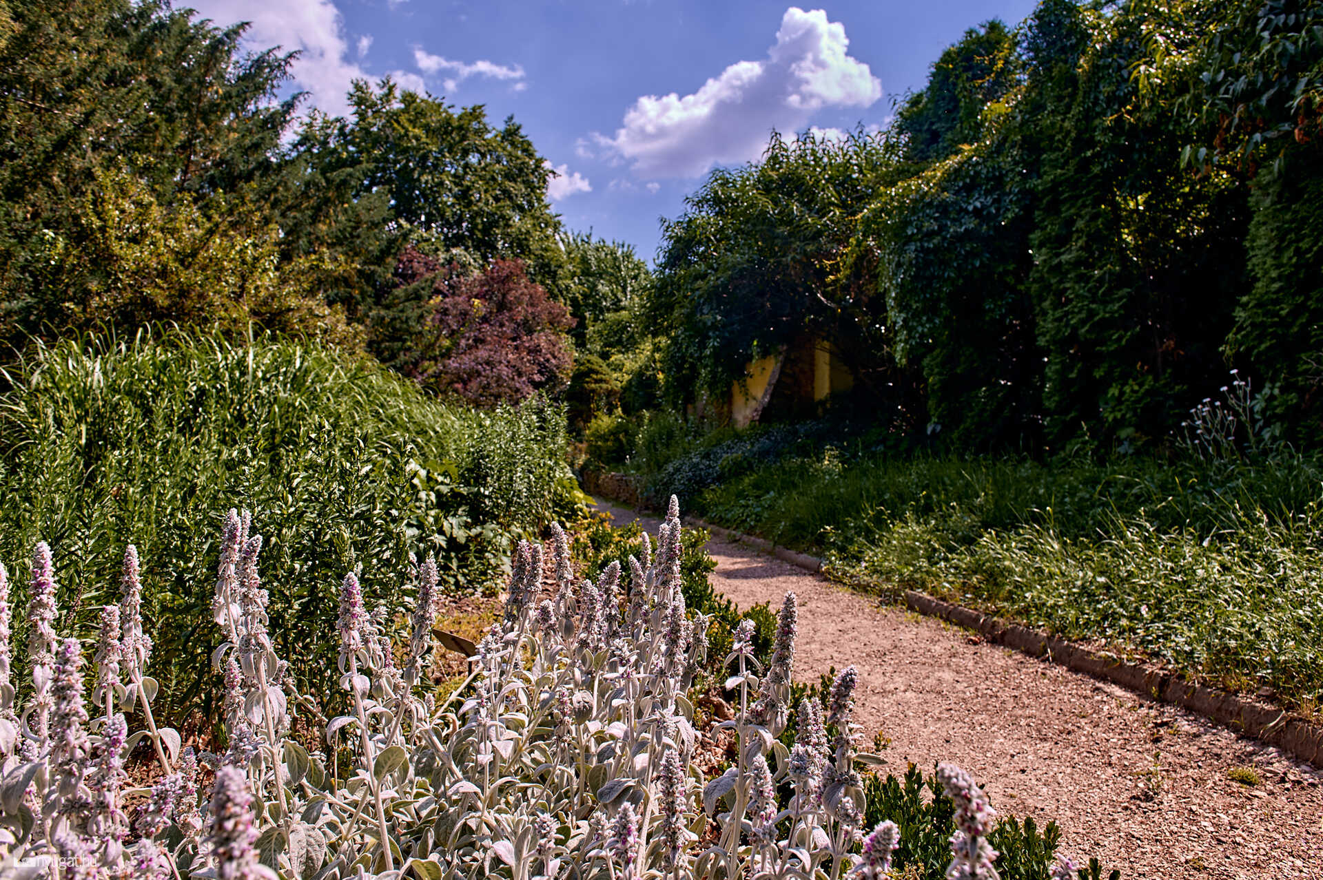 Szelestei arborétum