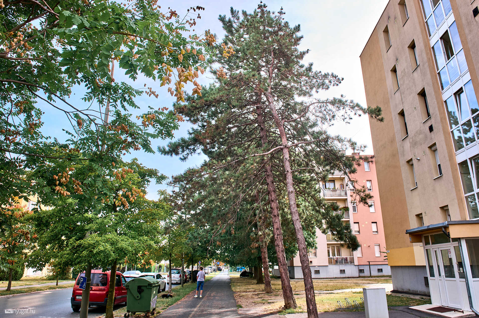 Szombathely pusztuló fenyők